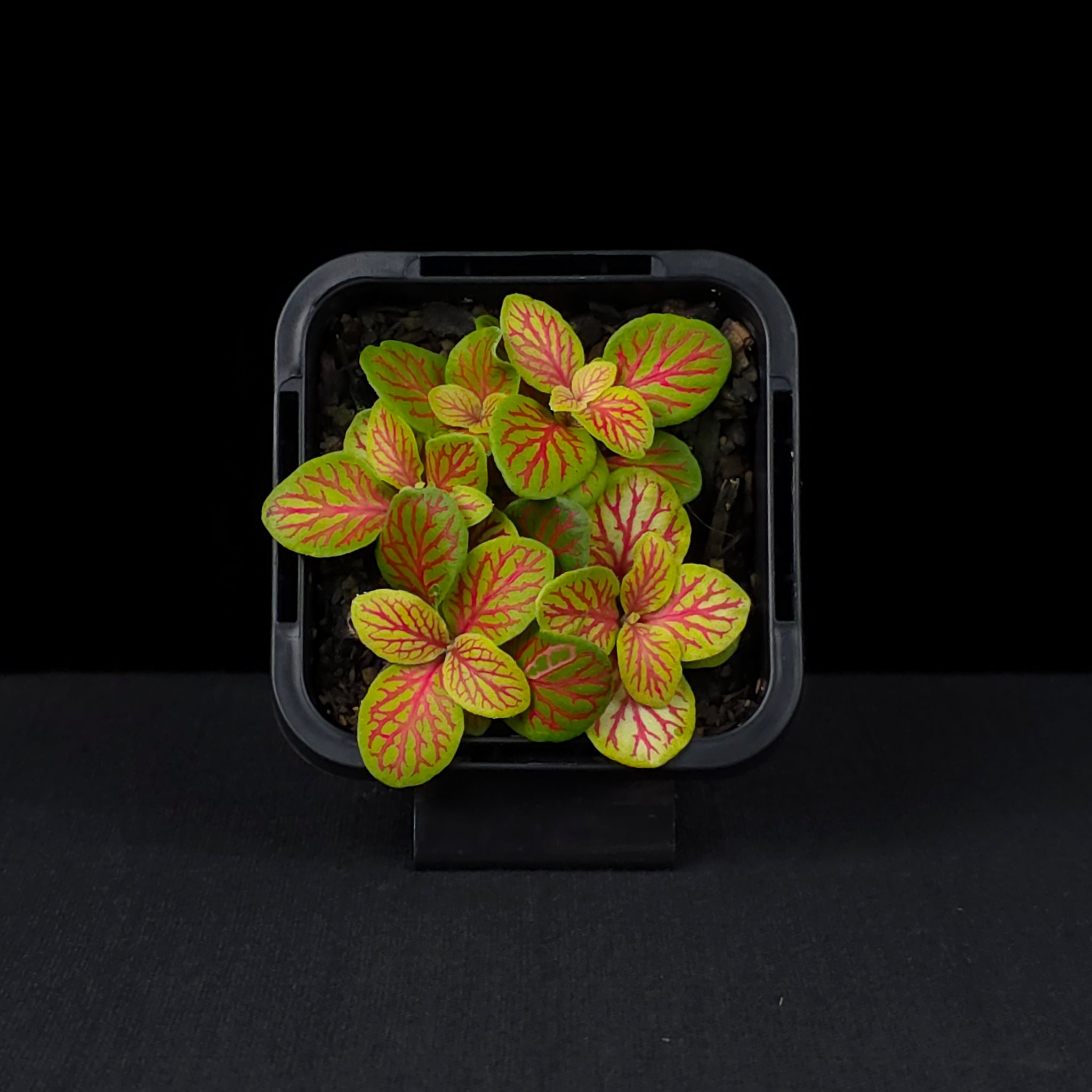 Fittonia 'Jade'