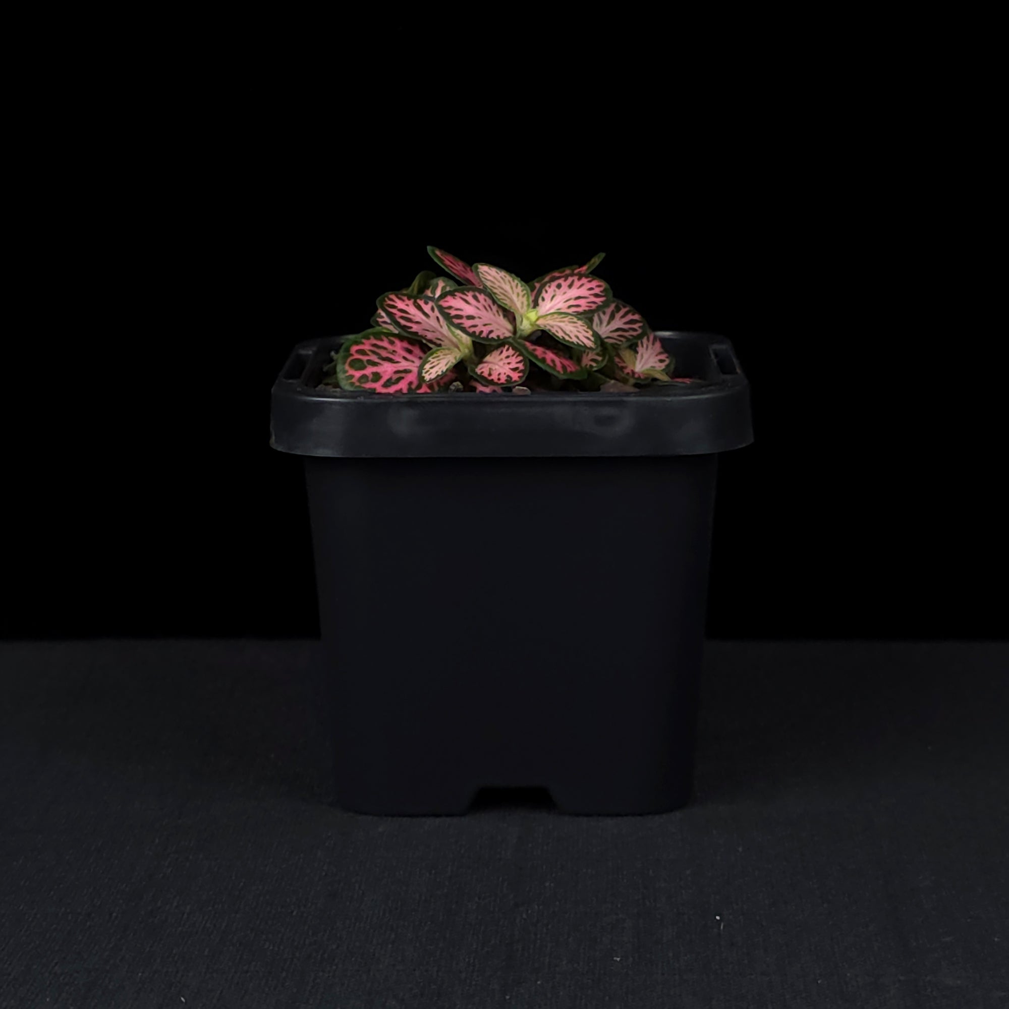 Fittonia 'Pink Lightning'