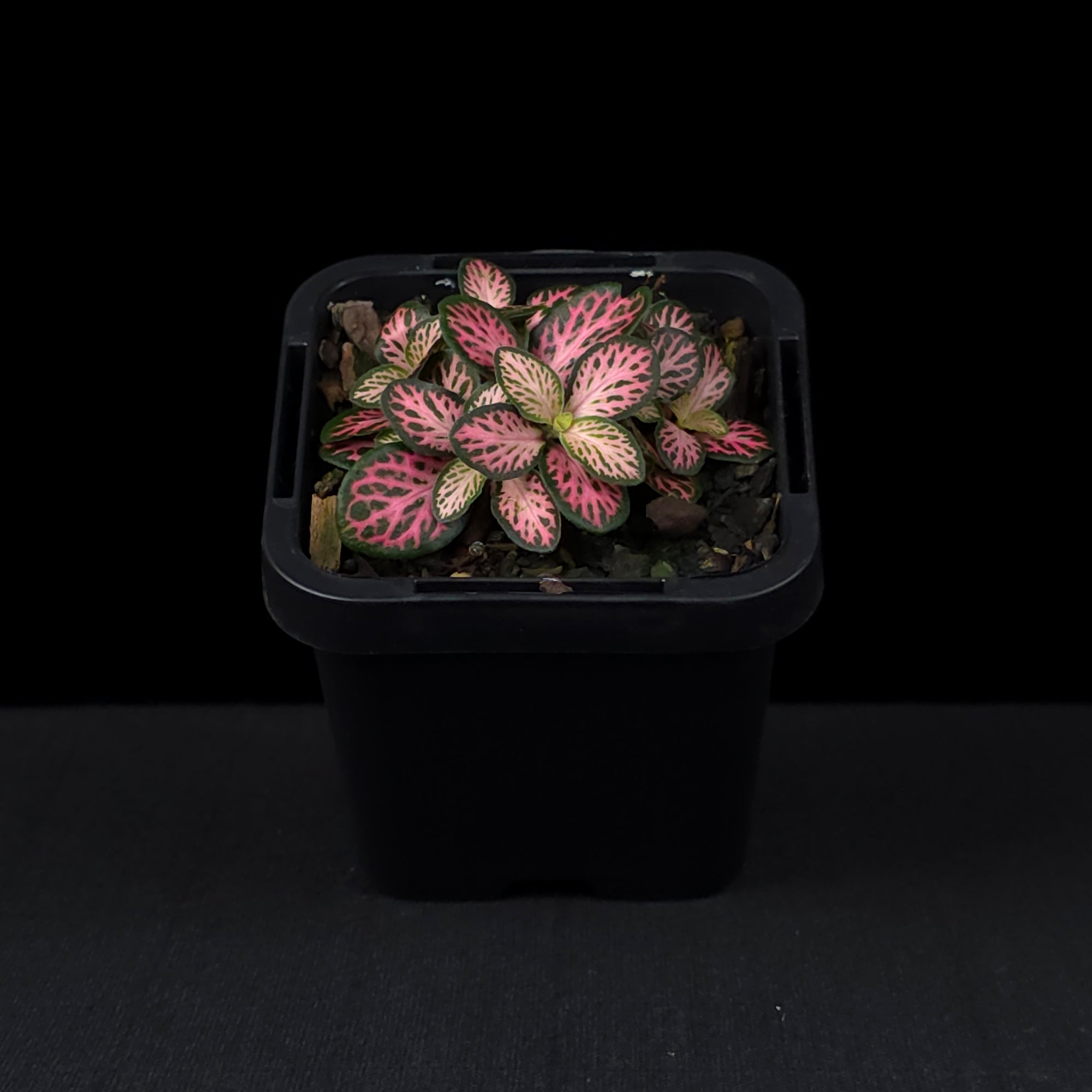 Fittonia 'Pink Lightning'