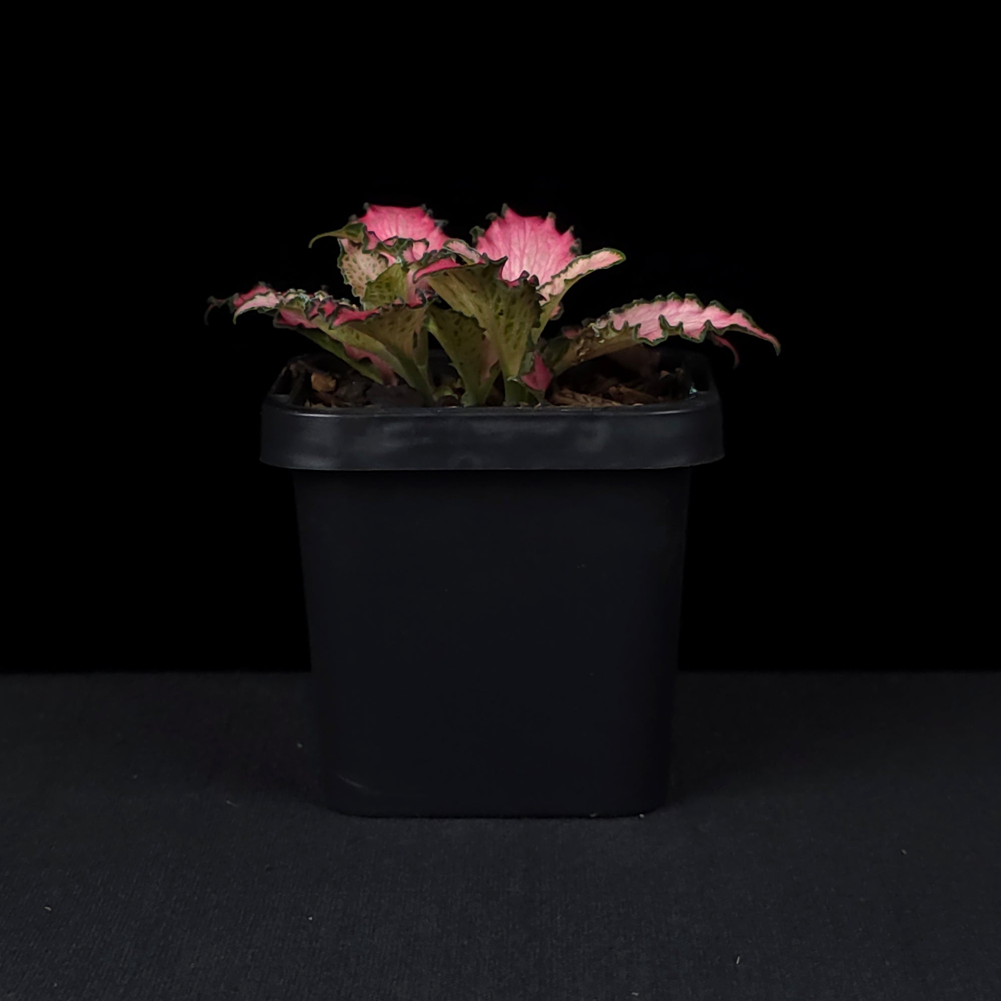 Fittonia 'Pinky'