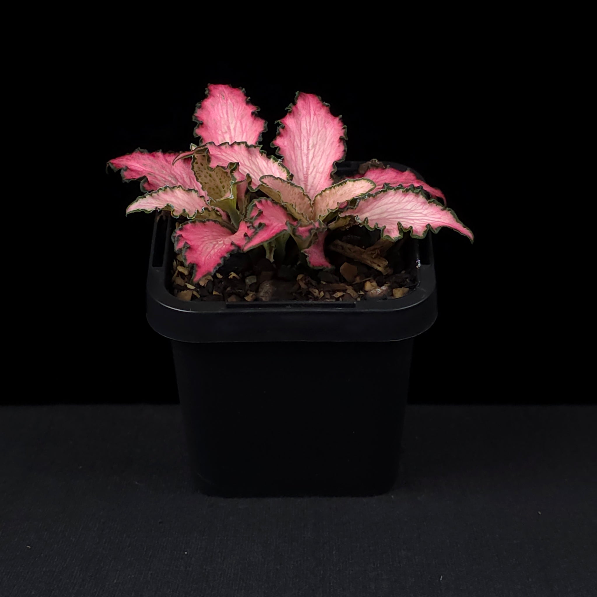 Fittonia 'Pinky'