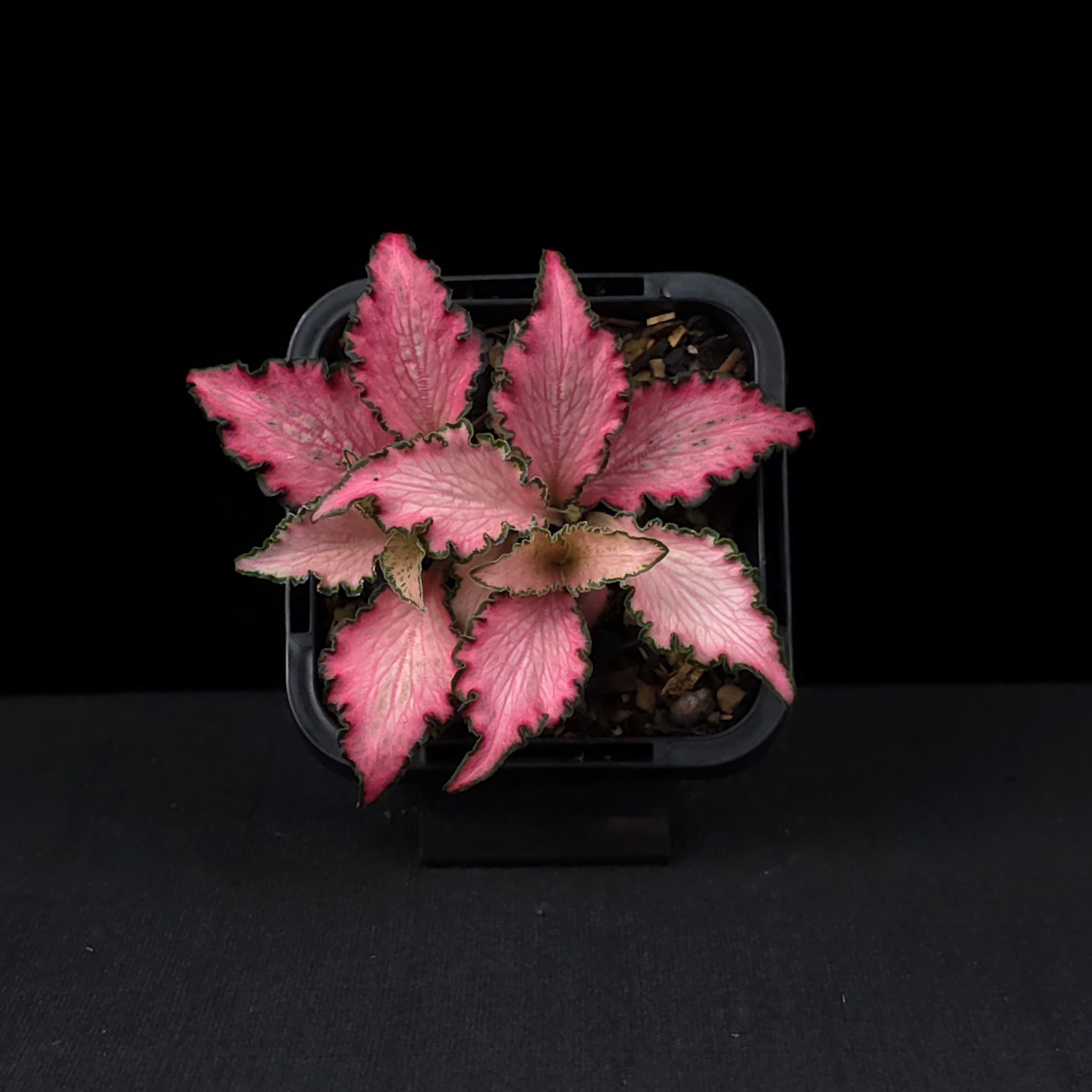 Fittonia 'Pinky'