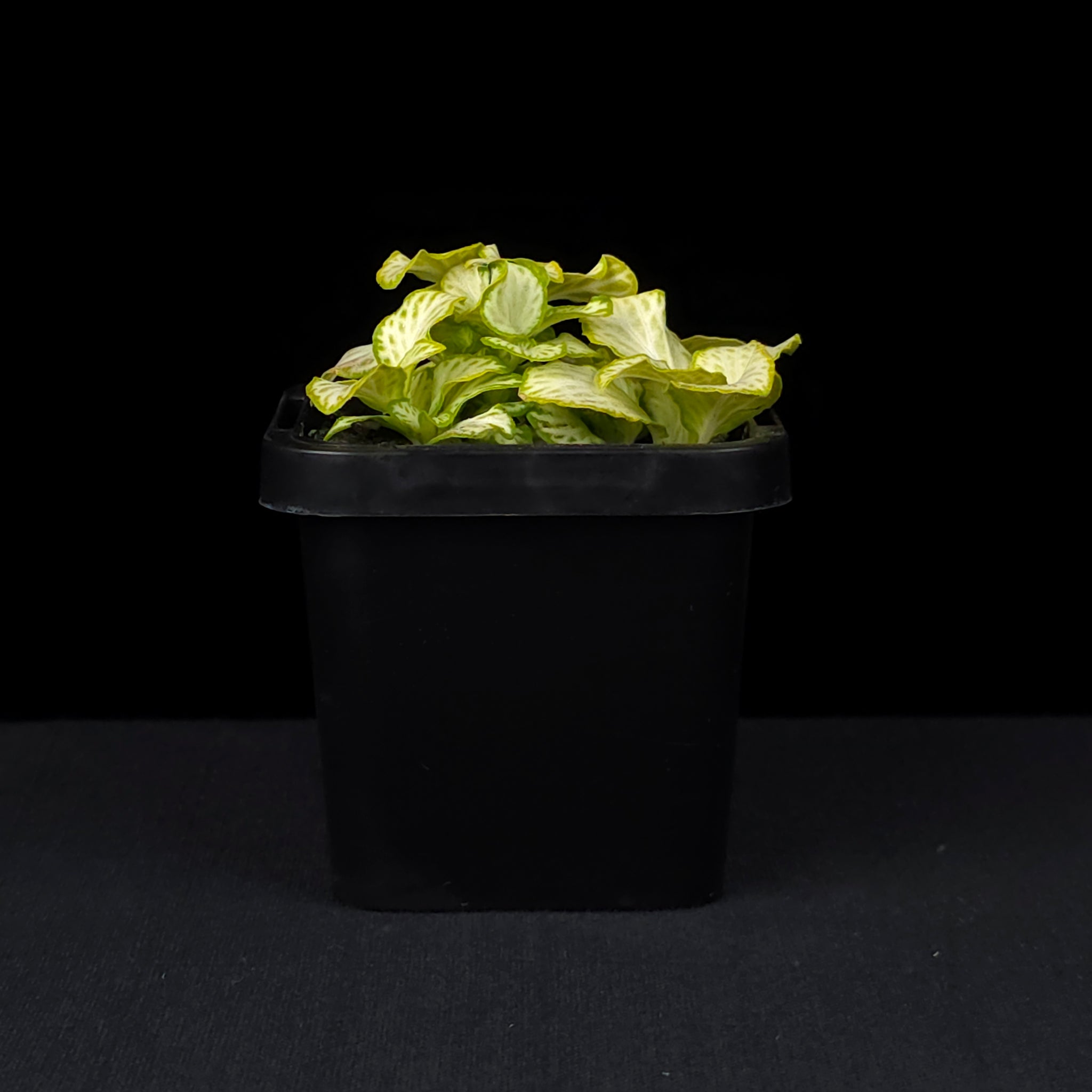 Fittonia 'White Star'