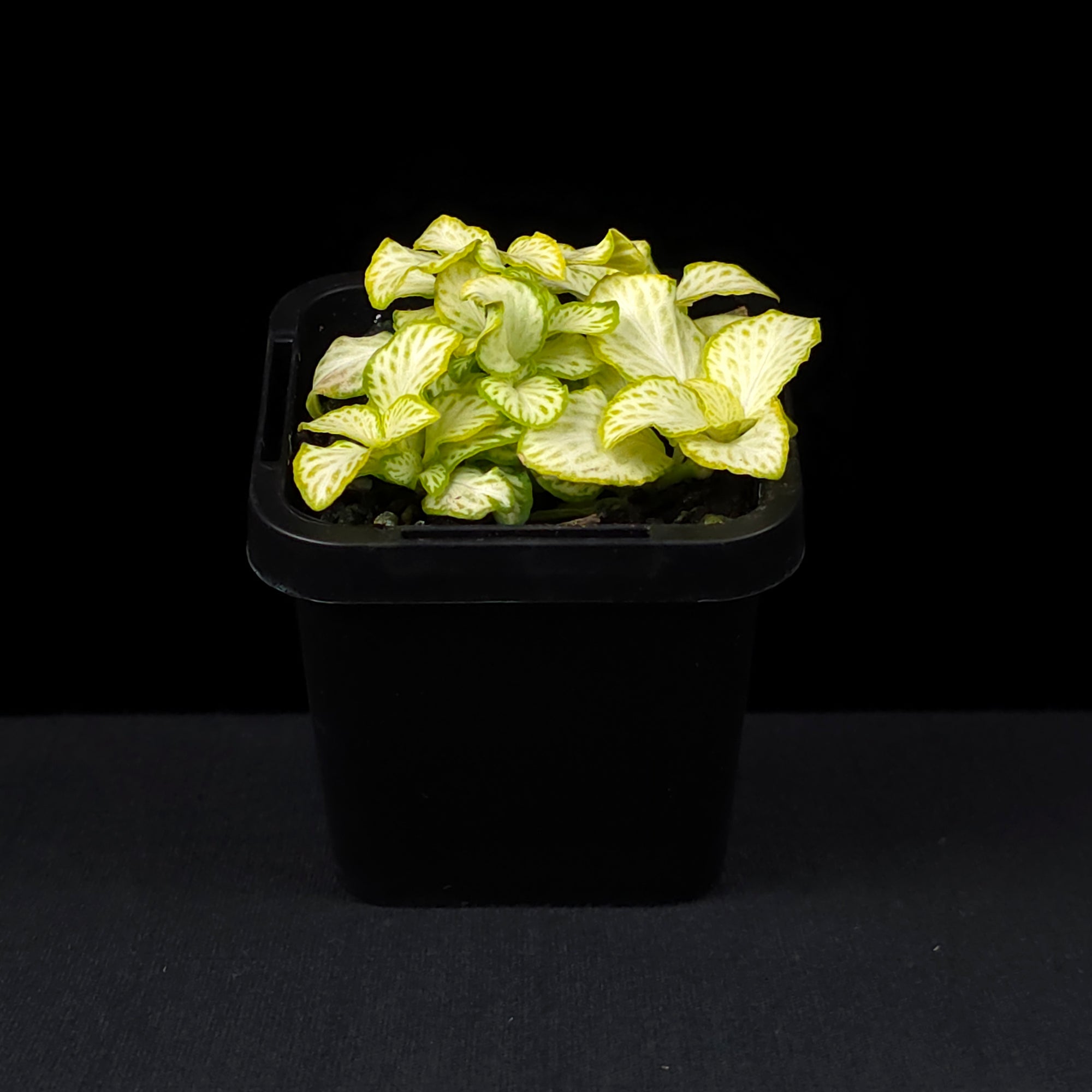 Fittonia 'White Star'