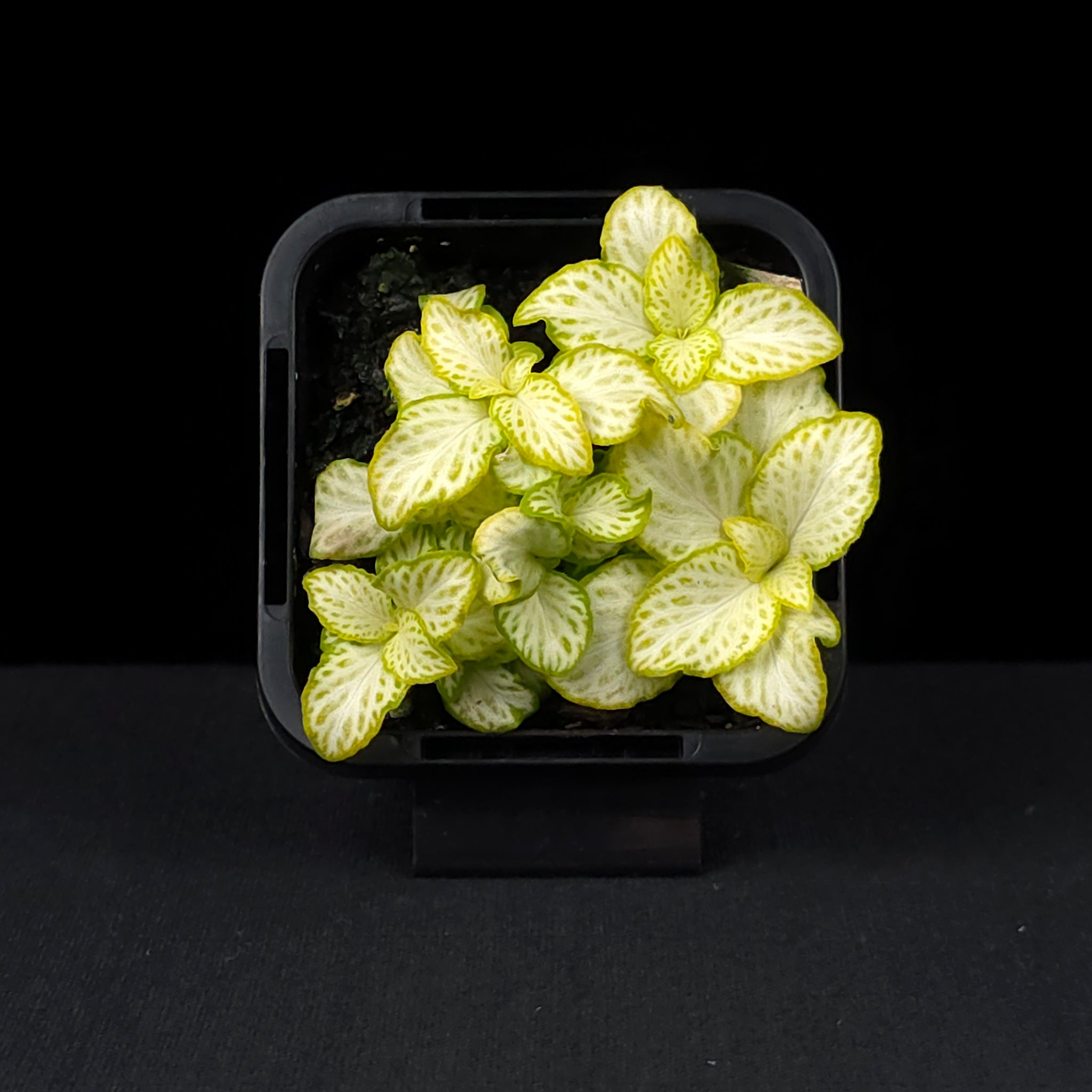 Fittonia 'White Star'