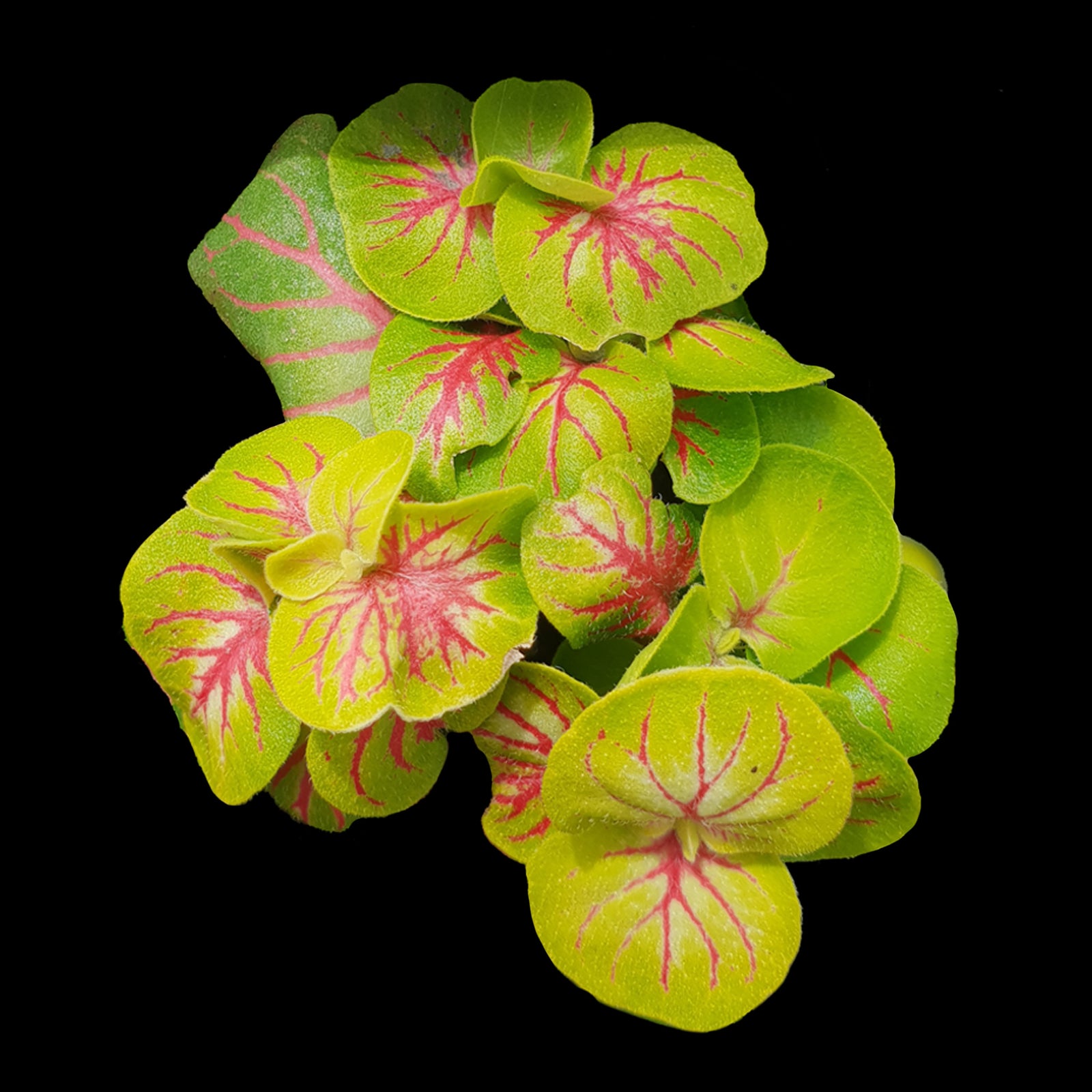 Fittonia 'Charlene'