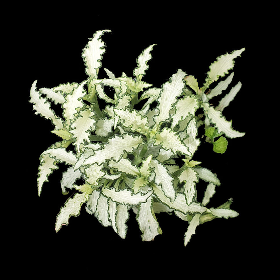 Fittonia 'Paradisian Star'