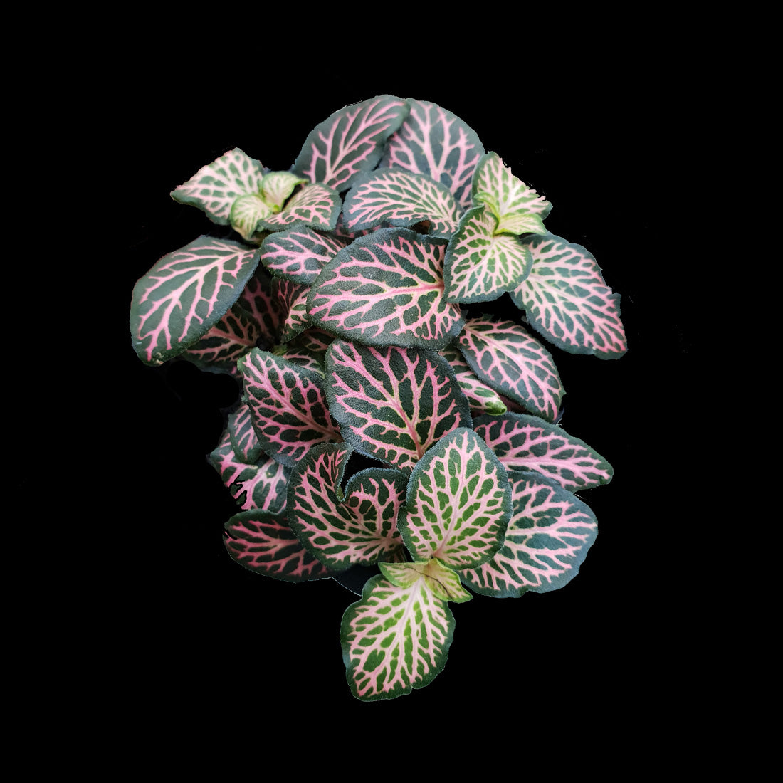 Fittonia 'Pink Lightning' - The Colour-Changing Nerve Plant