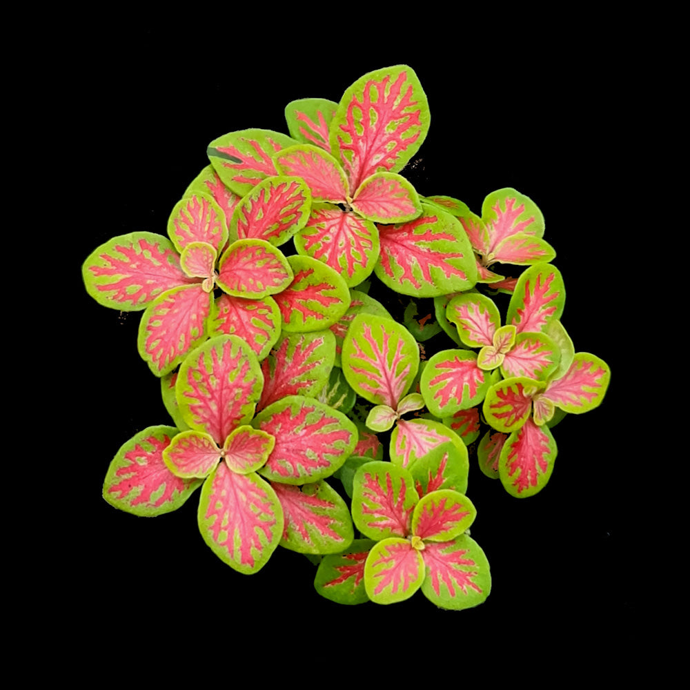 Fittonia 'Sunshine No. 12'