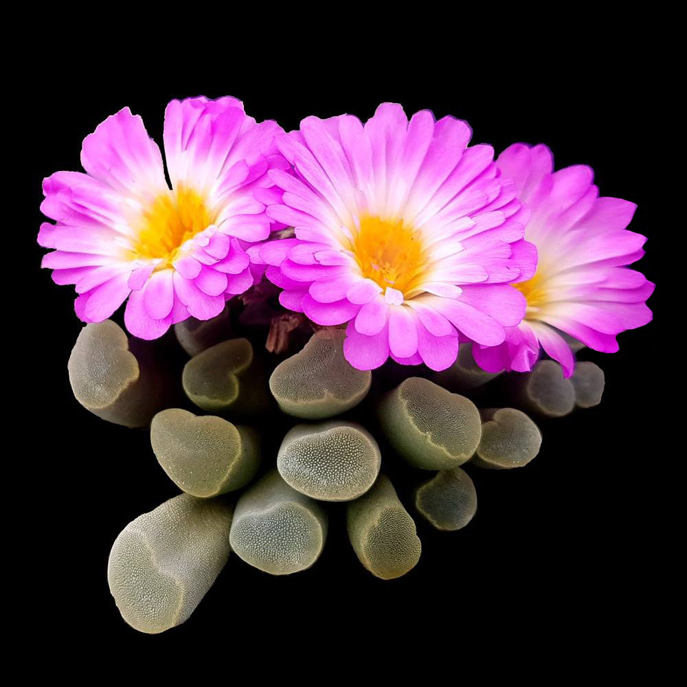 succulent that looks like eyes Frithia pulchra 'Insect Eyes' – Collectors Online