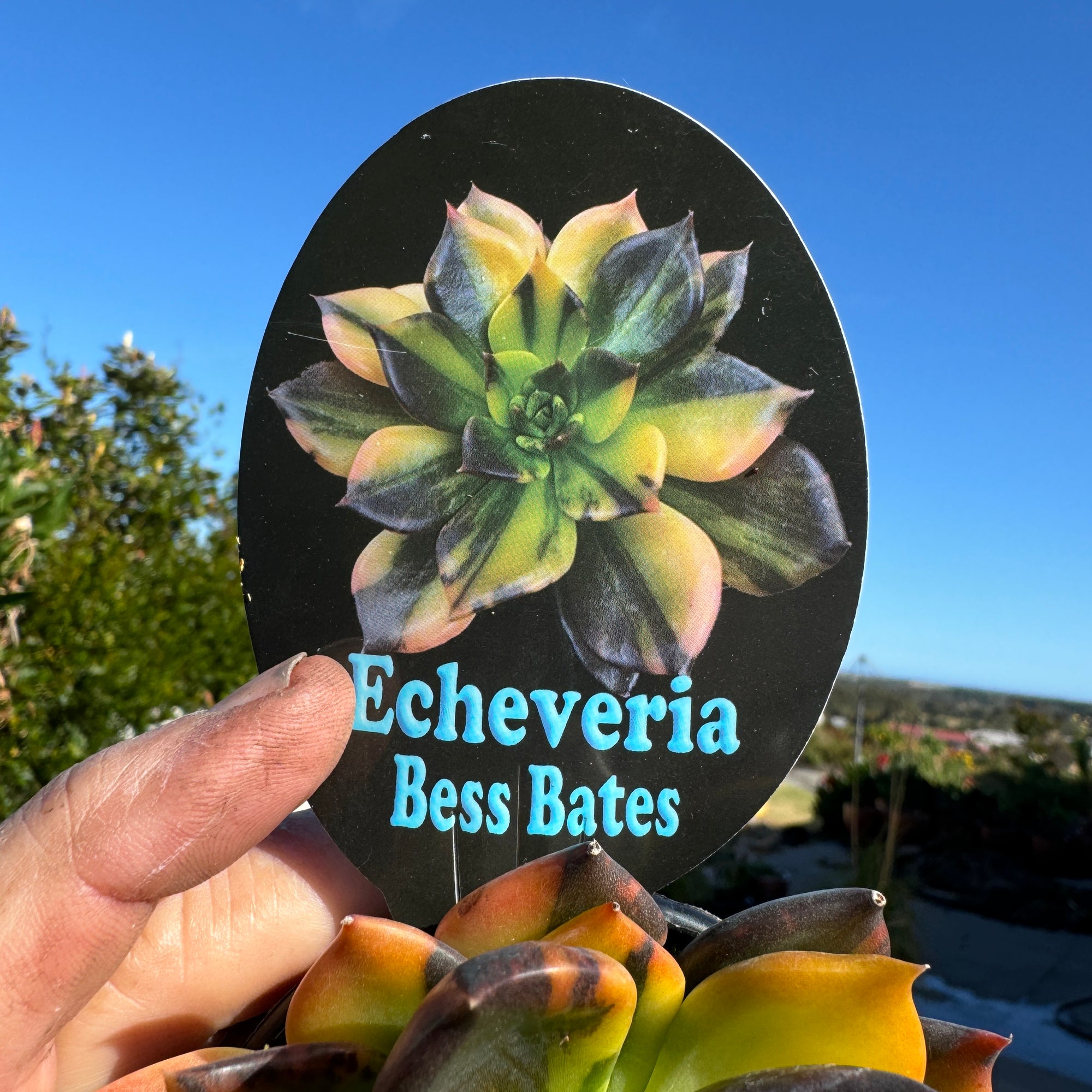 Echeveria 'Bess Bates' – Golden Girl Cultivar of Black Prince
