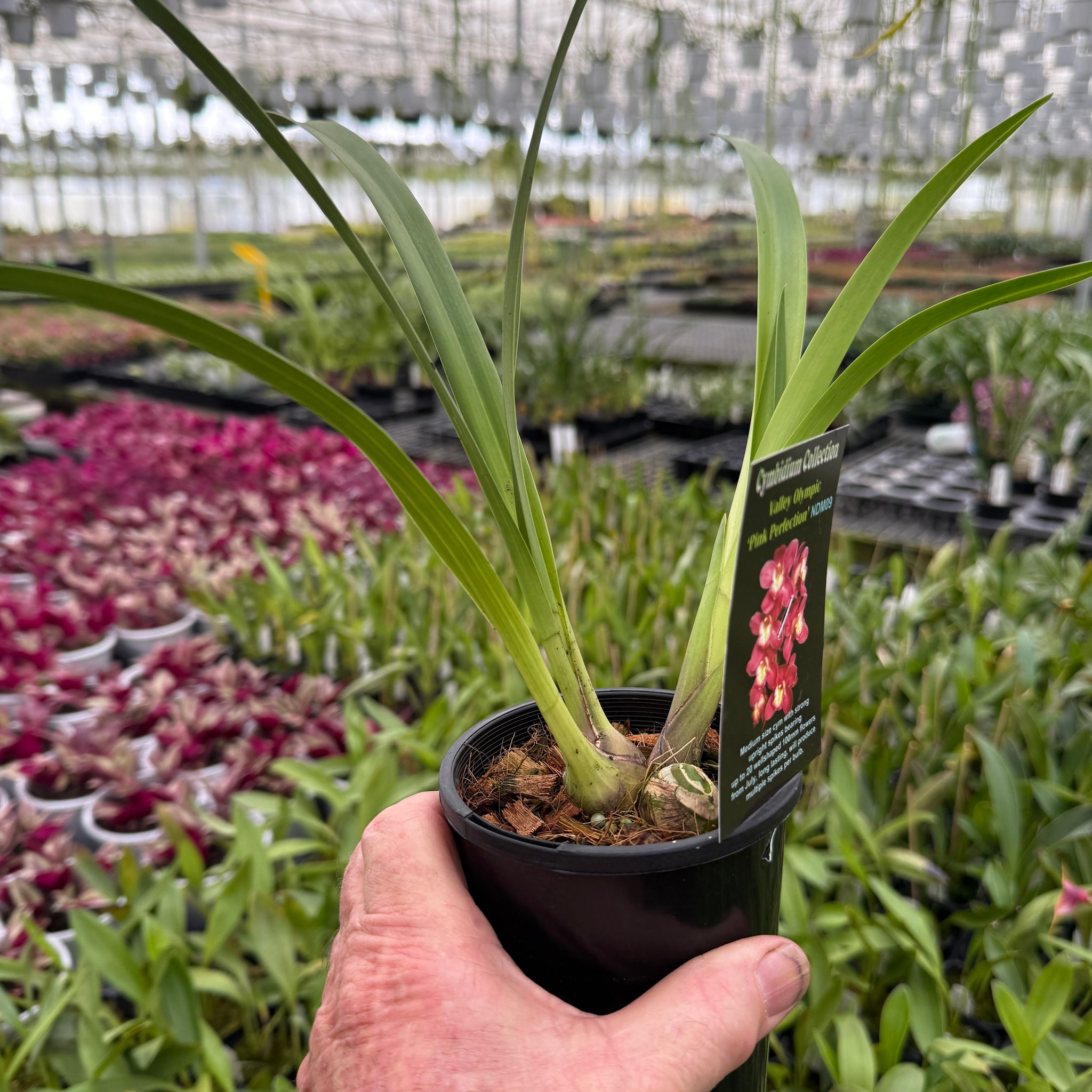 Cymbidium Valley Olympic 'Pink Perfection'
