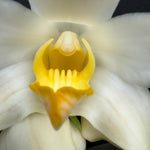 Chysis bractescens with arching pseudobulbs and creamy white flowers with yellow-orange lips.