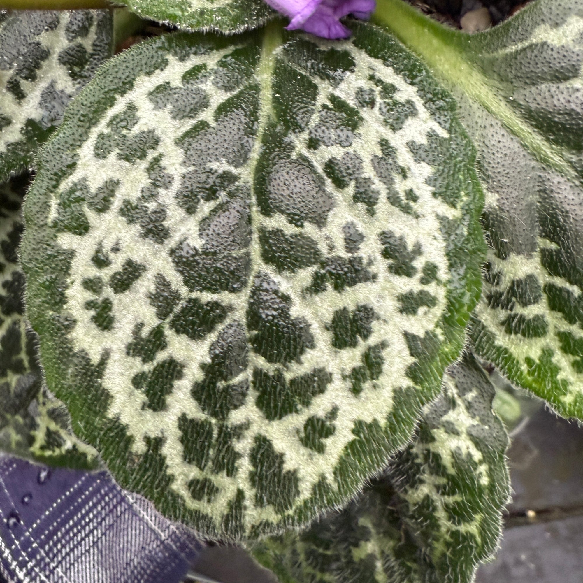 Streptocarpus 'Pretty Turtle'