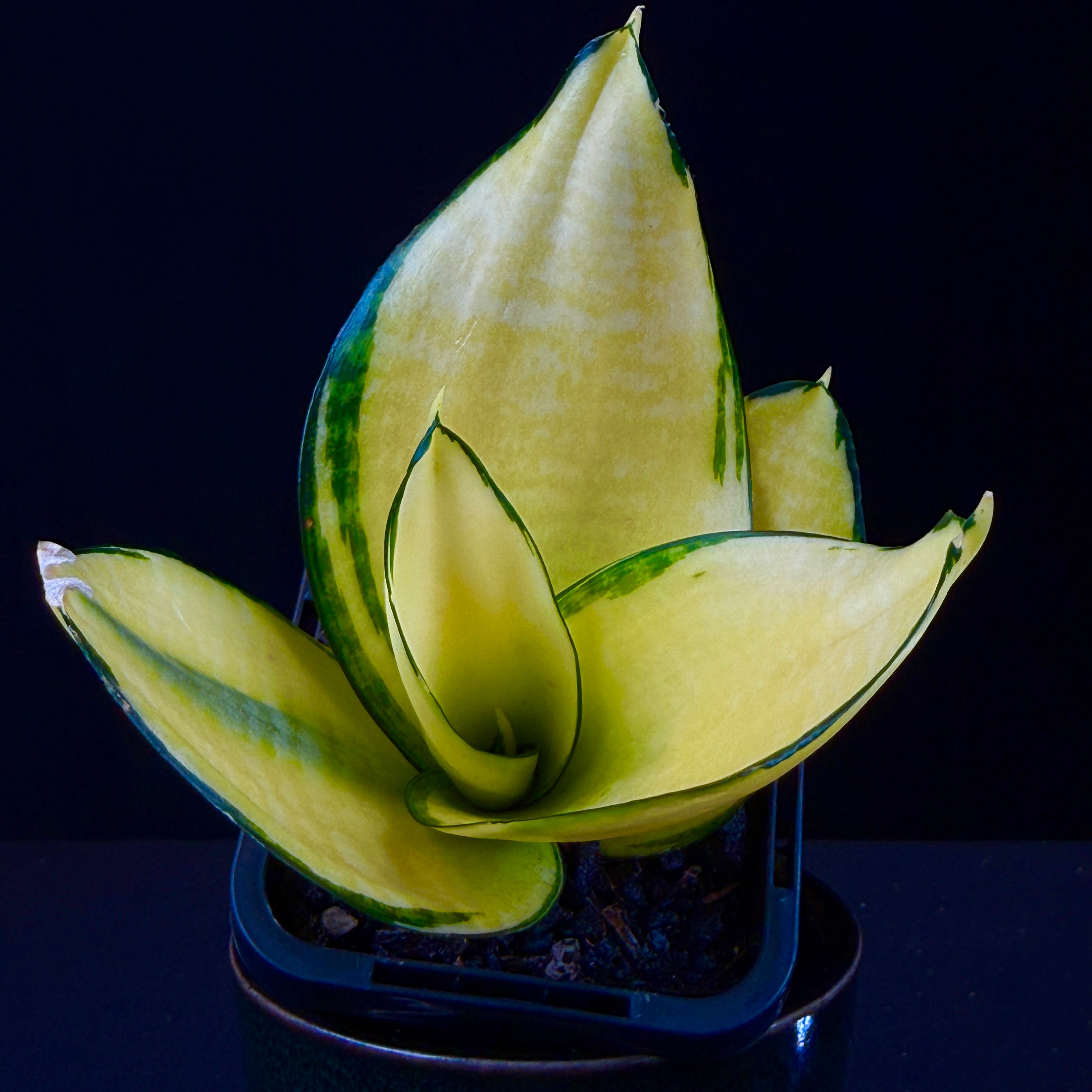 sansevieria trifasciata hahnii solid gold Sansevieria trifasciata 'Hahnii Super Gold' – Golden Bird's Nest Snake Plant – Collectors Online