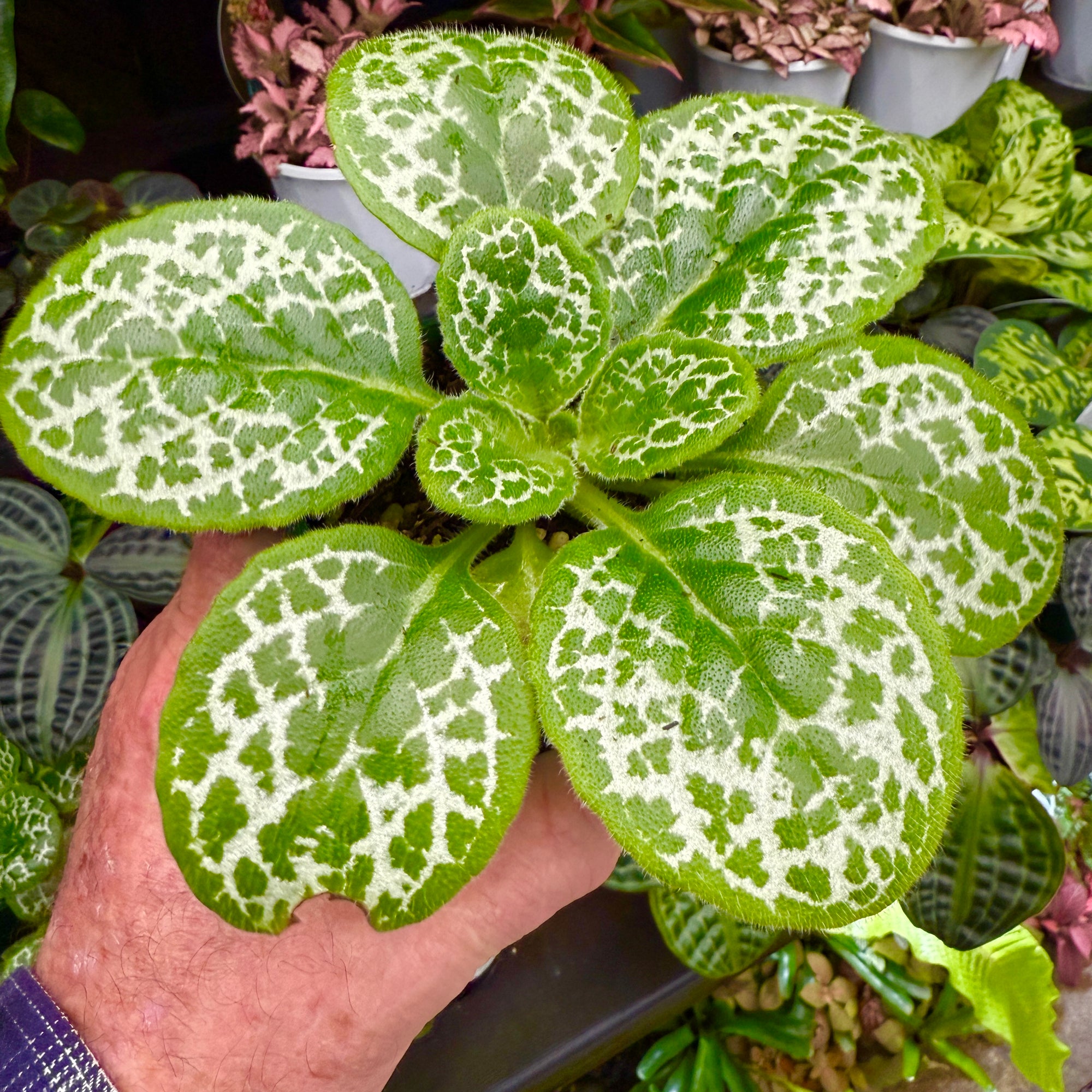 Streptocarpus 'Pretty Turtle'