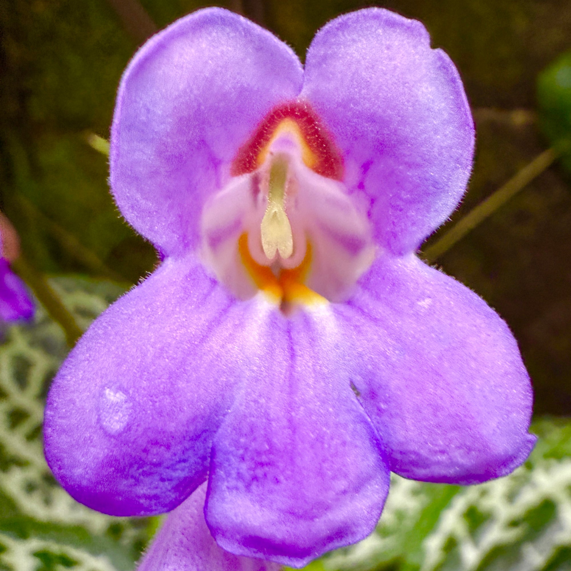 Streptocarpus 'Pretty Turtle'