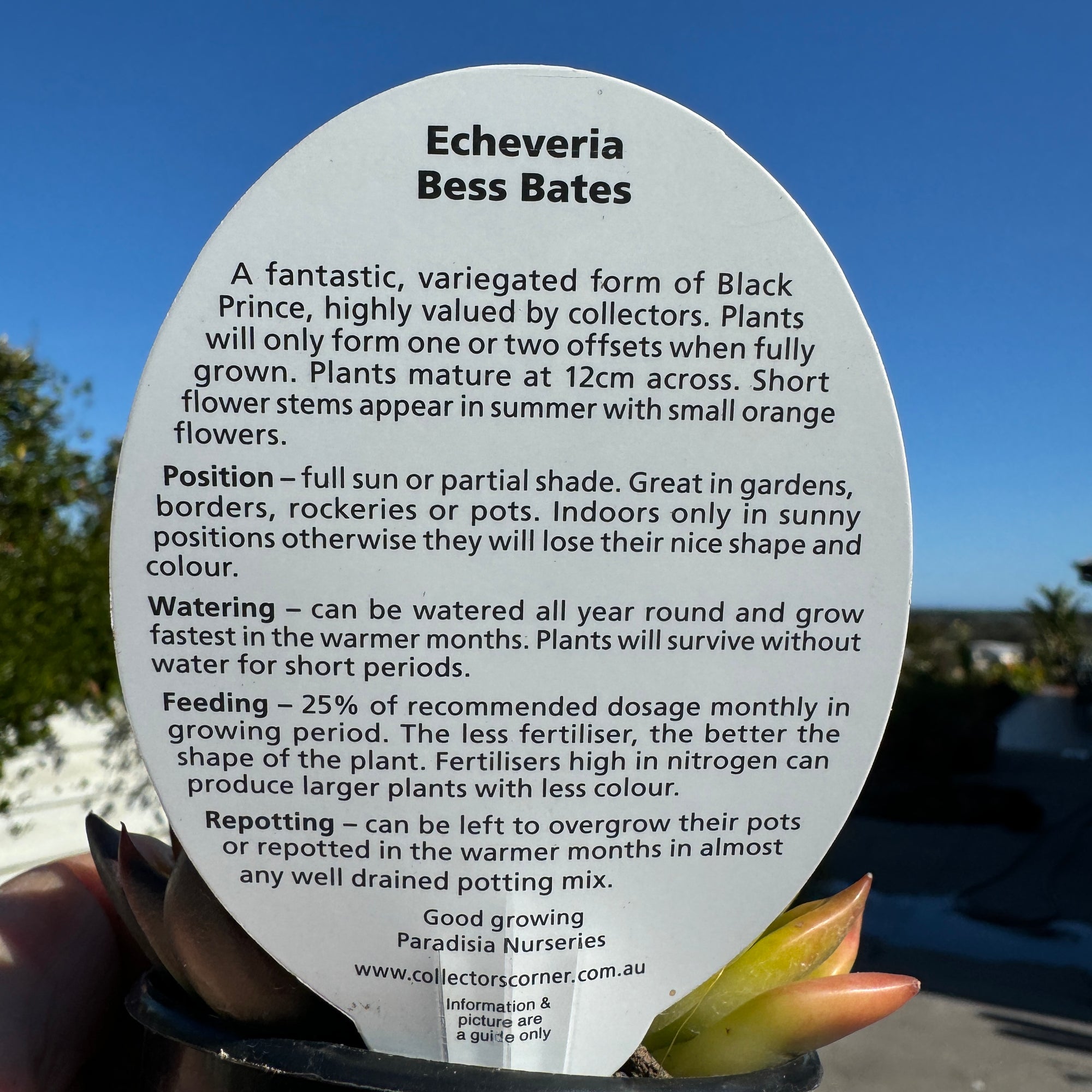 Echeveria 'Bess Bates' – Golden Girl Cultivar of Black Prince