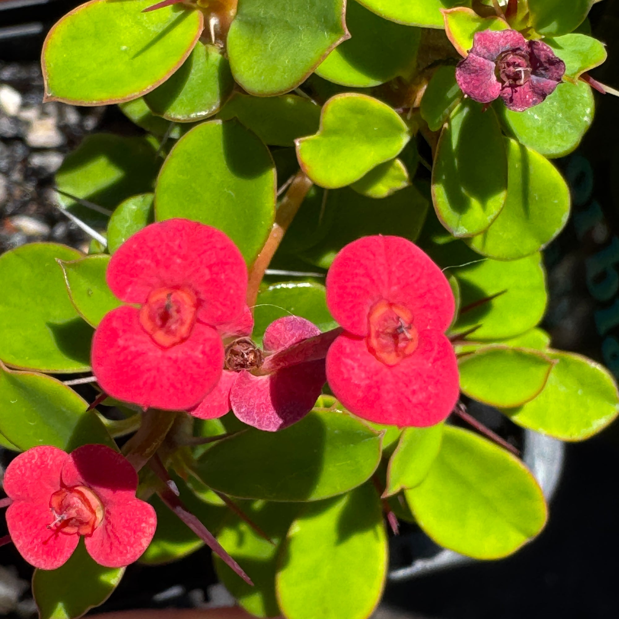 Euphorbia milii Lucky Lady ‘Crested’ (WA Prohibited)