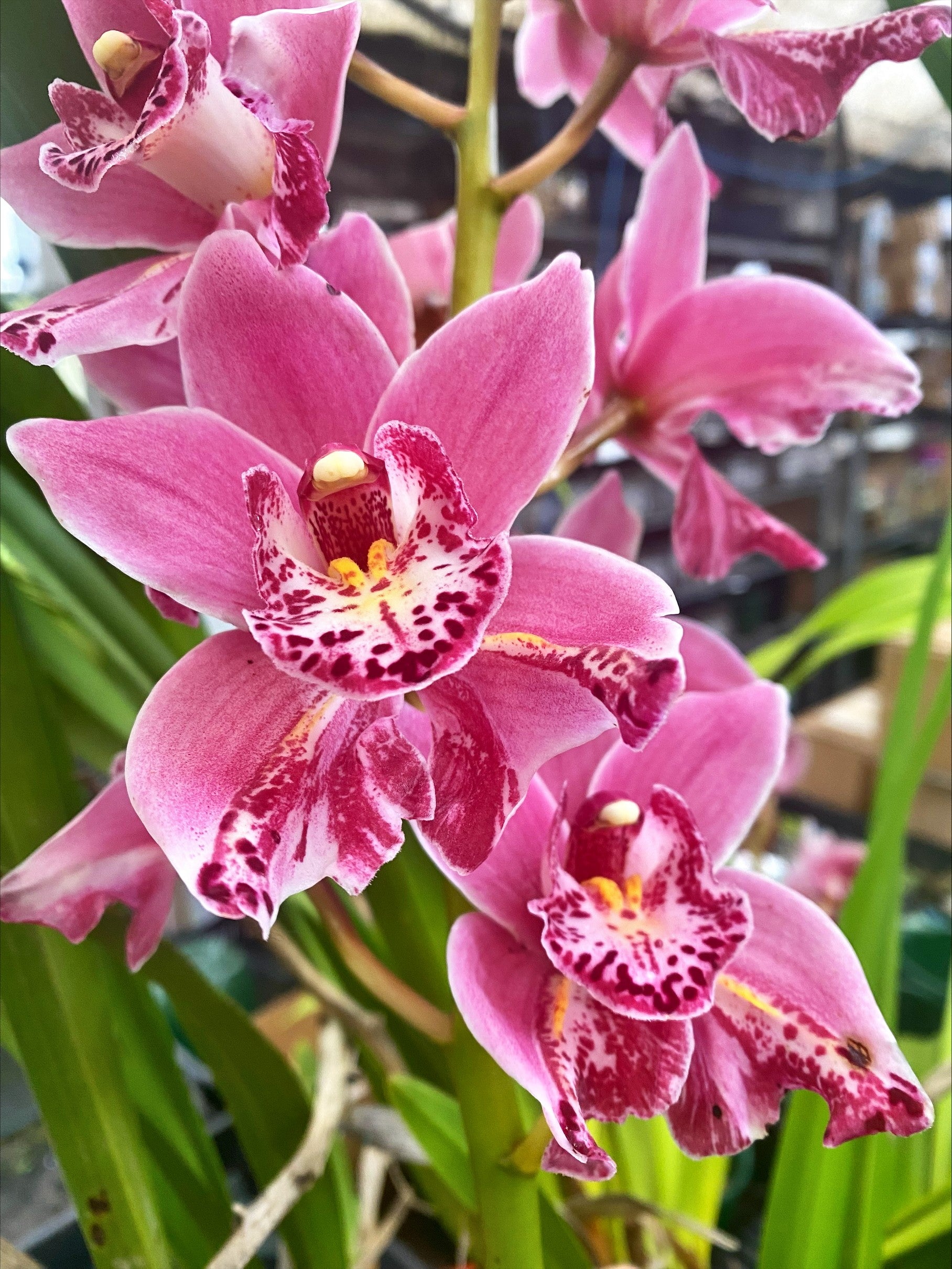 Cymbidium Jess Winter 'Kimberley' (Peloric)