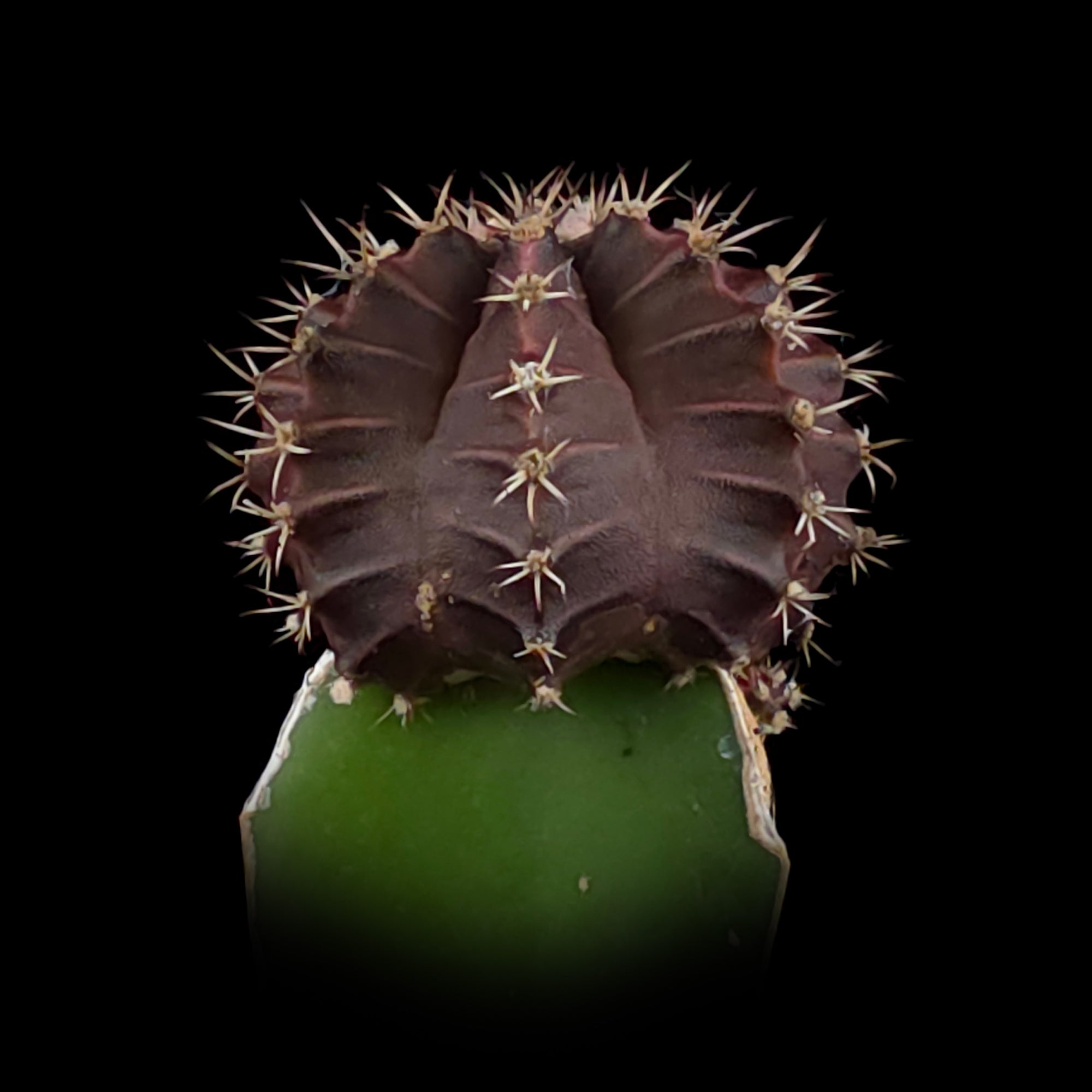 Grafted Cactus Black