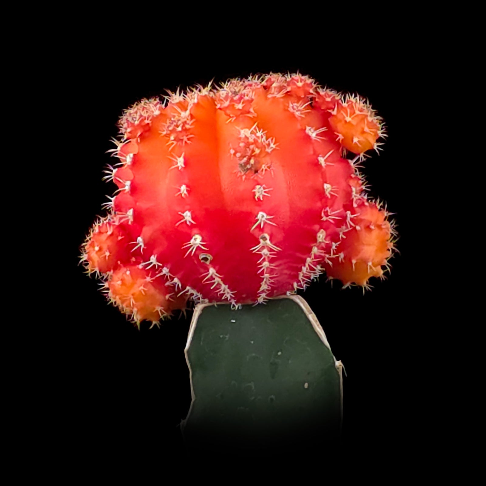 Grafted Cactus Orange