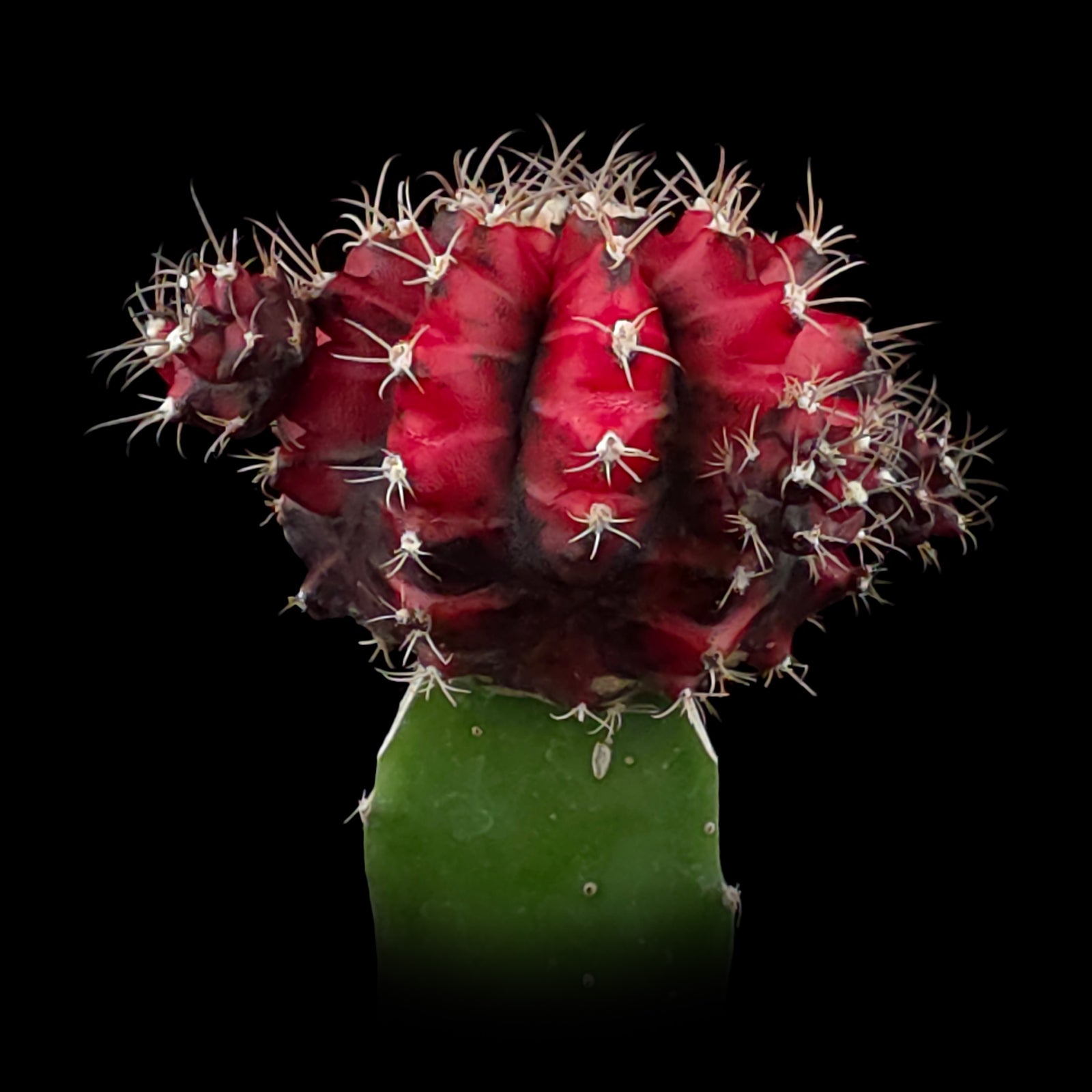 Grafted Cactus Nishiki Red/Black