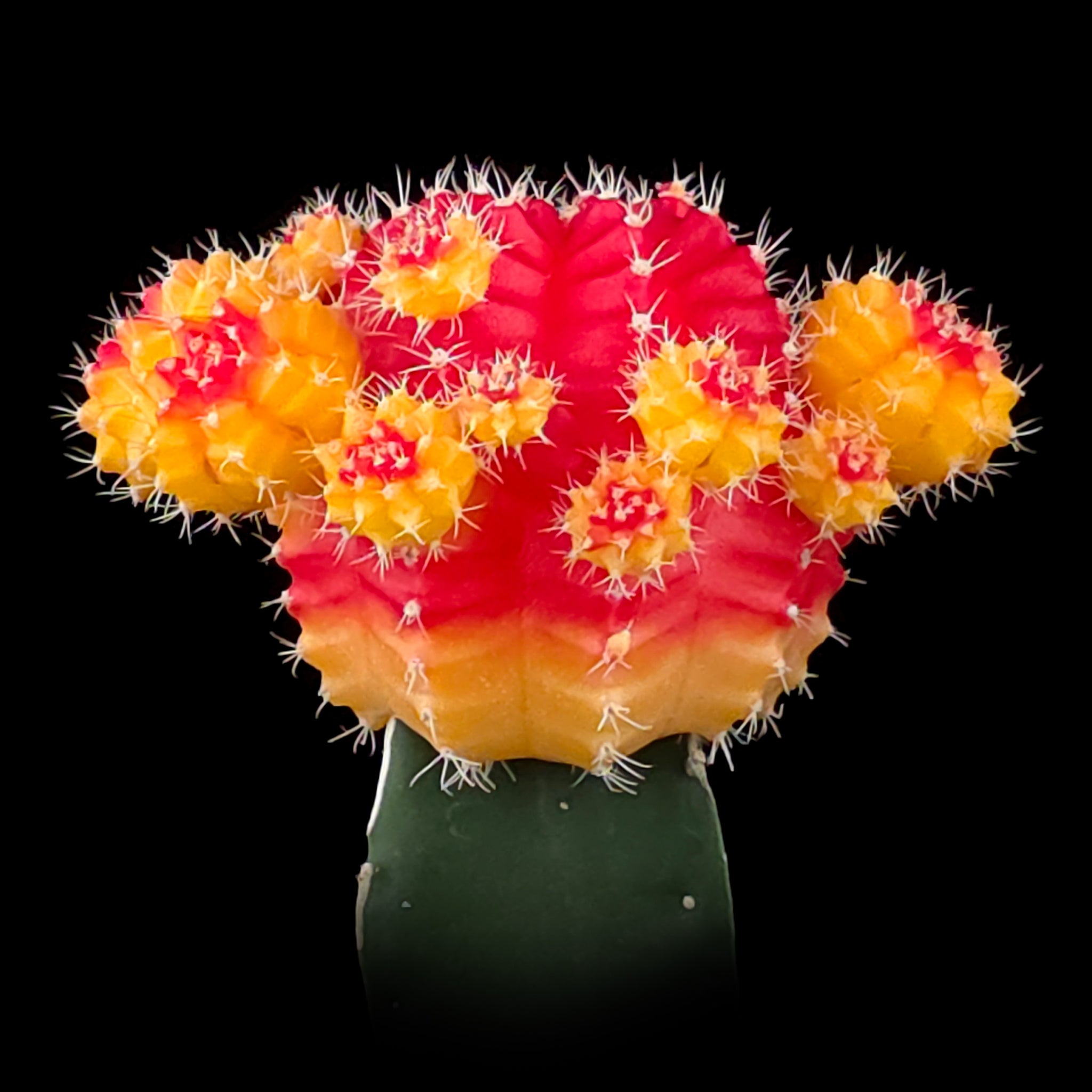 Grafted Cactus Red/Gold