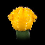Grafted Cactus Yellow