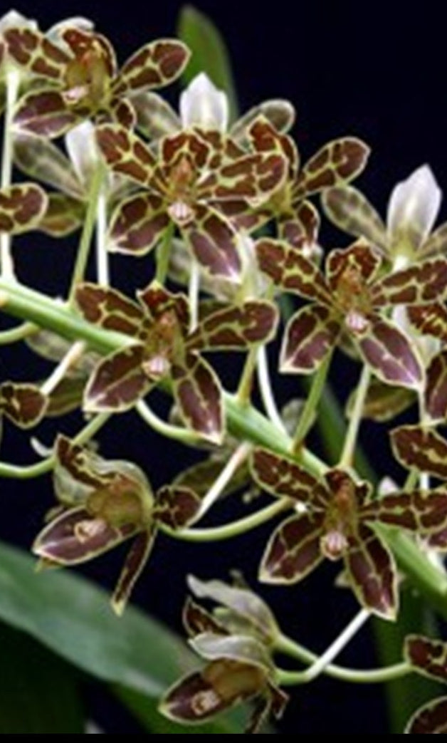 Grammatophyllum scriptum orchid division with new growth emerging from mature back bulbs.