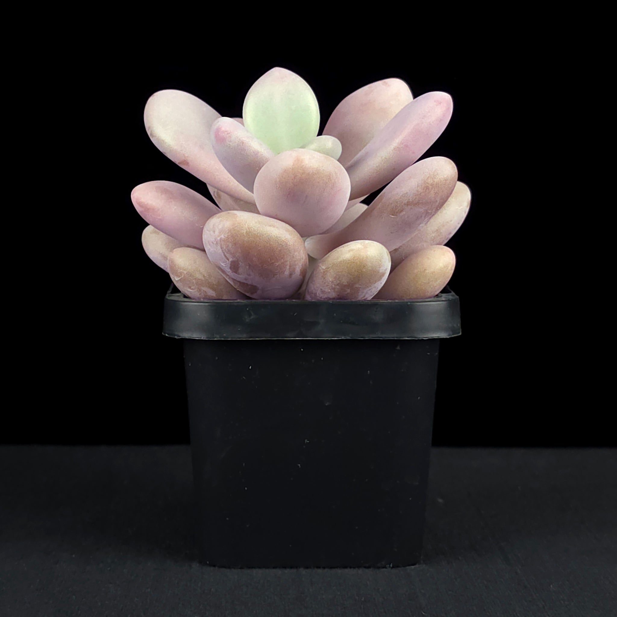 Graptopetalum amethystinum 'Lavender Pebbles'