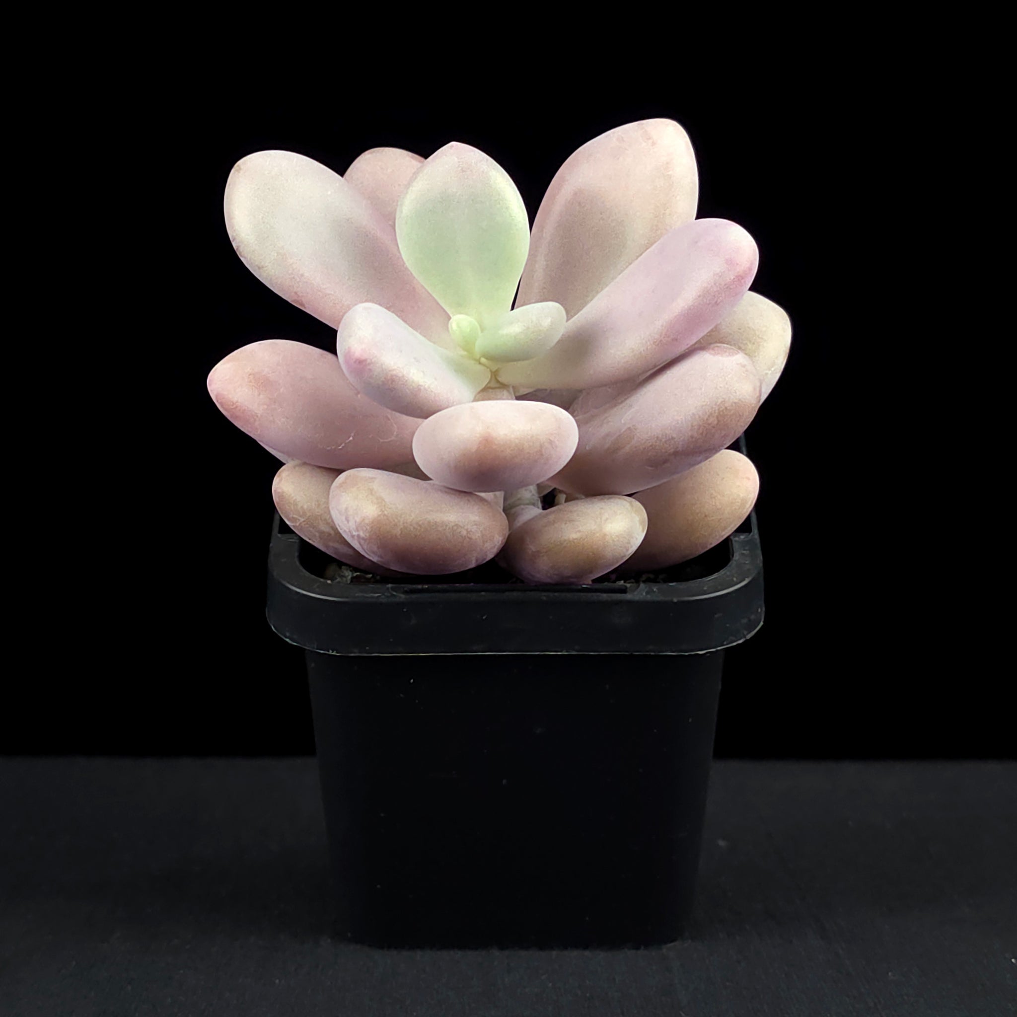 Graptopetalum amethystinum 'Lavender Pebbles'