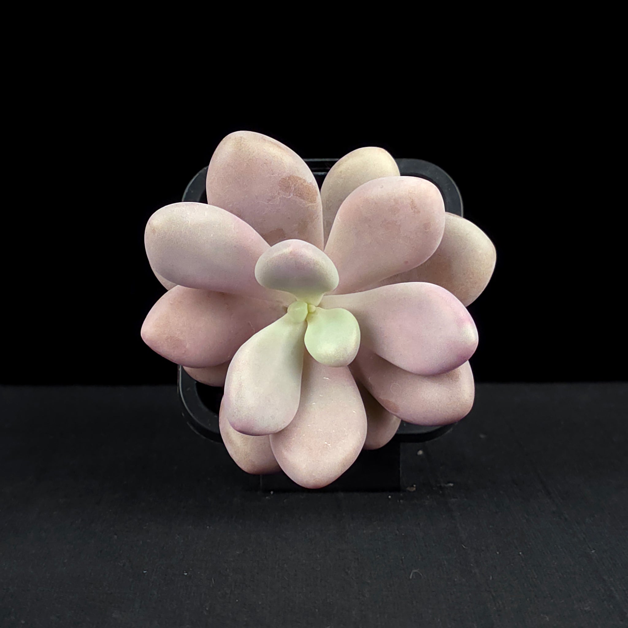 Graptopetalum amethystinum 'Lavender Pebbles'