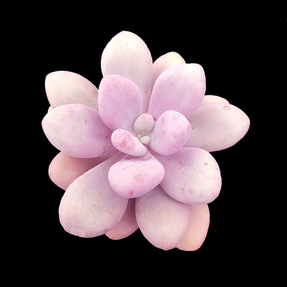 Graptopetalum amethystinum 'Lavender Pebbles'