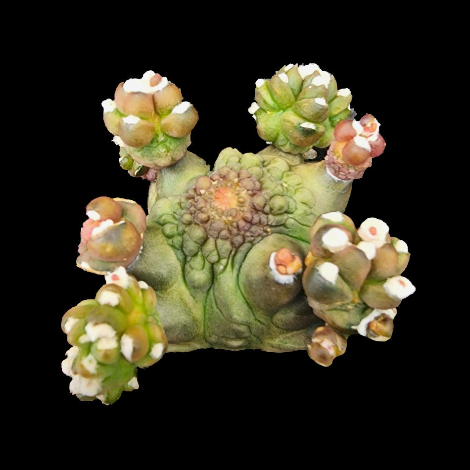 Gymnocalycium mihanovichii forma Kikko
