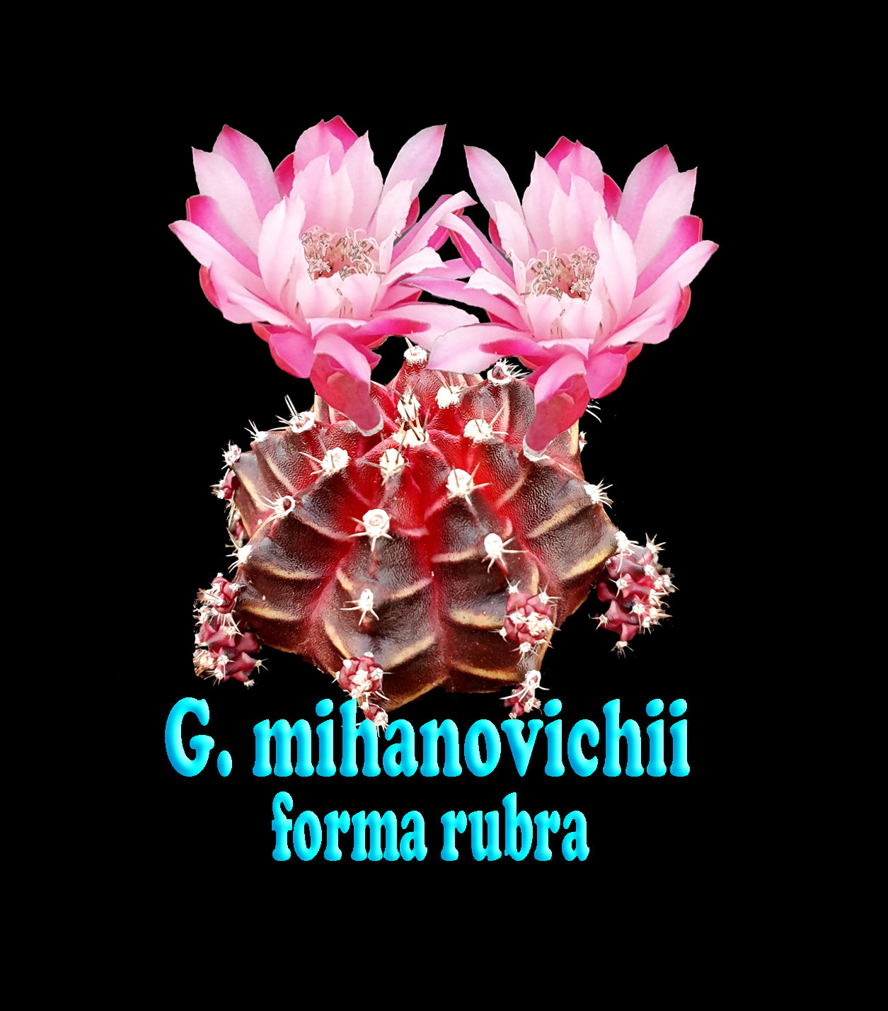 Gymnocalycium mihanovichii forma rubra - The Colourful Moon Cactus