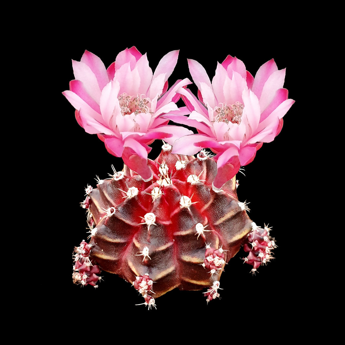 Gymnocalycium mihanovichii forma rubra - The Colourful Moon Cactus