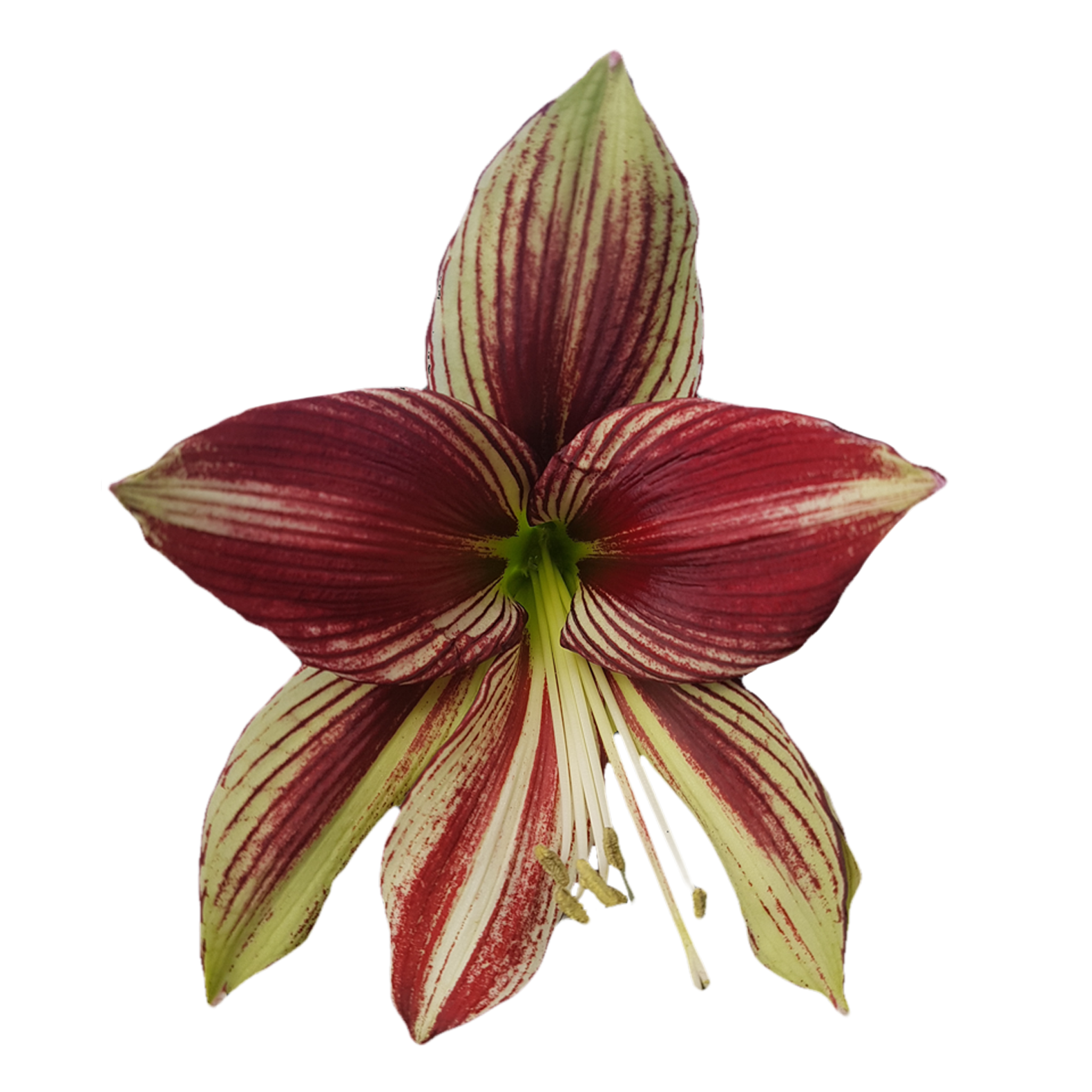 Hippeastrum papilio 'Paradisian Red' – Collectors Online