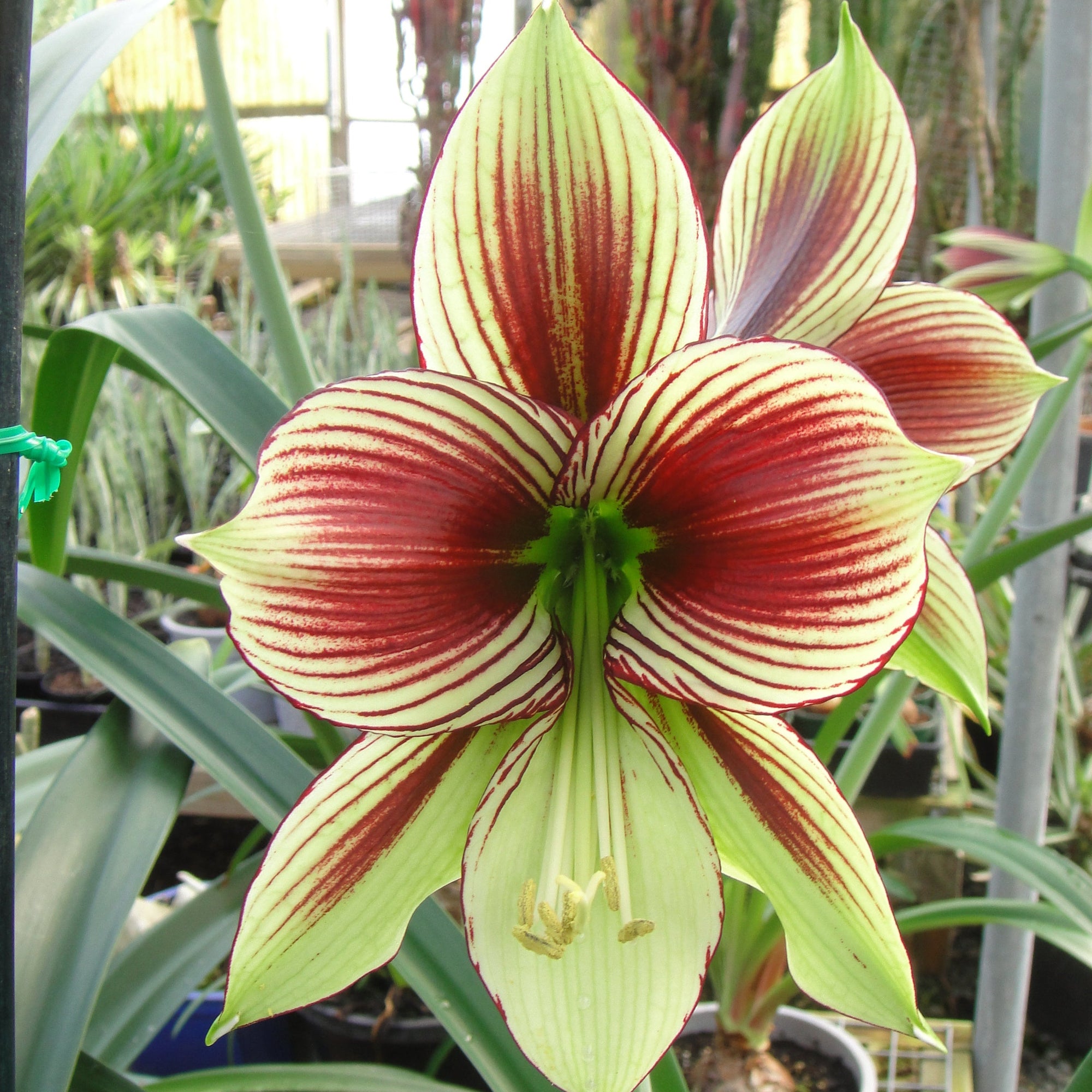 Hippeastrum papilio