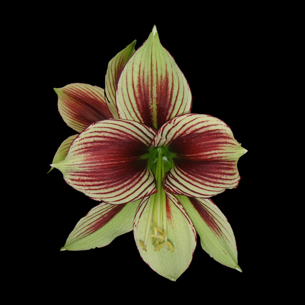 Hippeastrum papilio