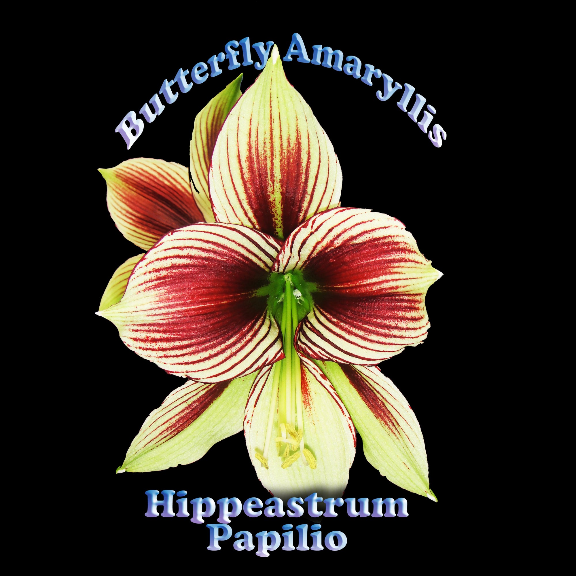 Hippeastrum papilio
