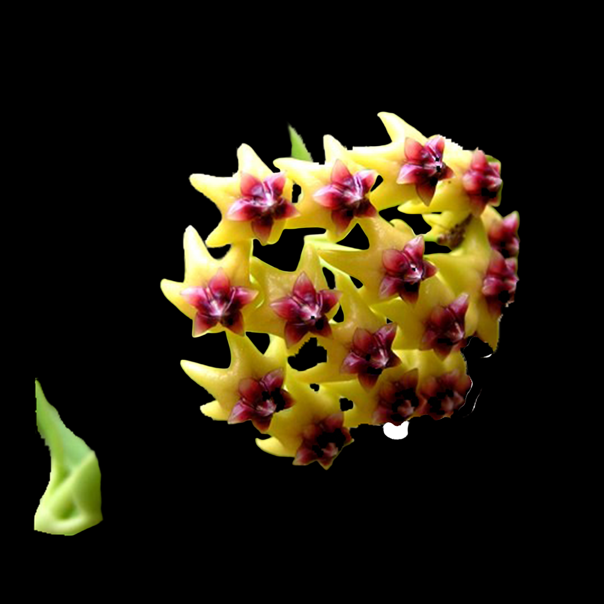 Hoya cummingiana