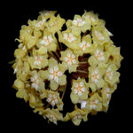 Hoya cominsii