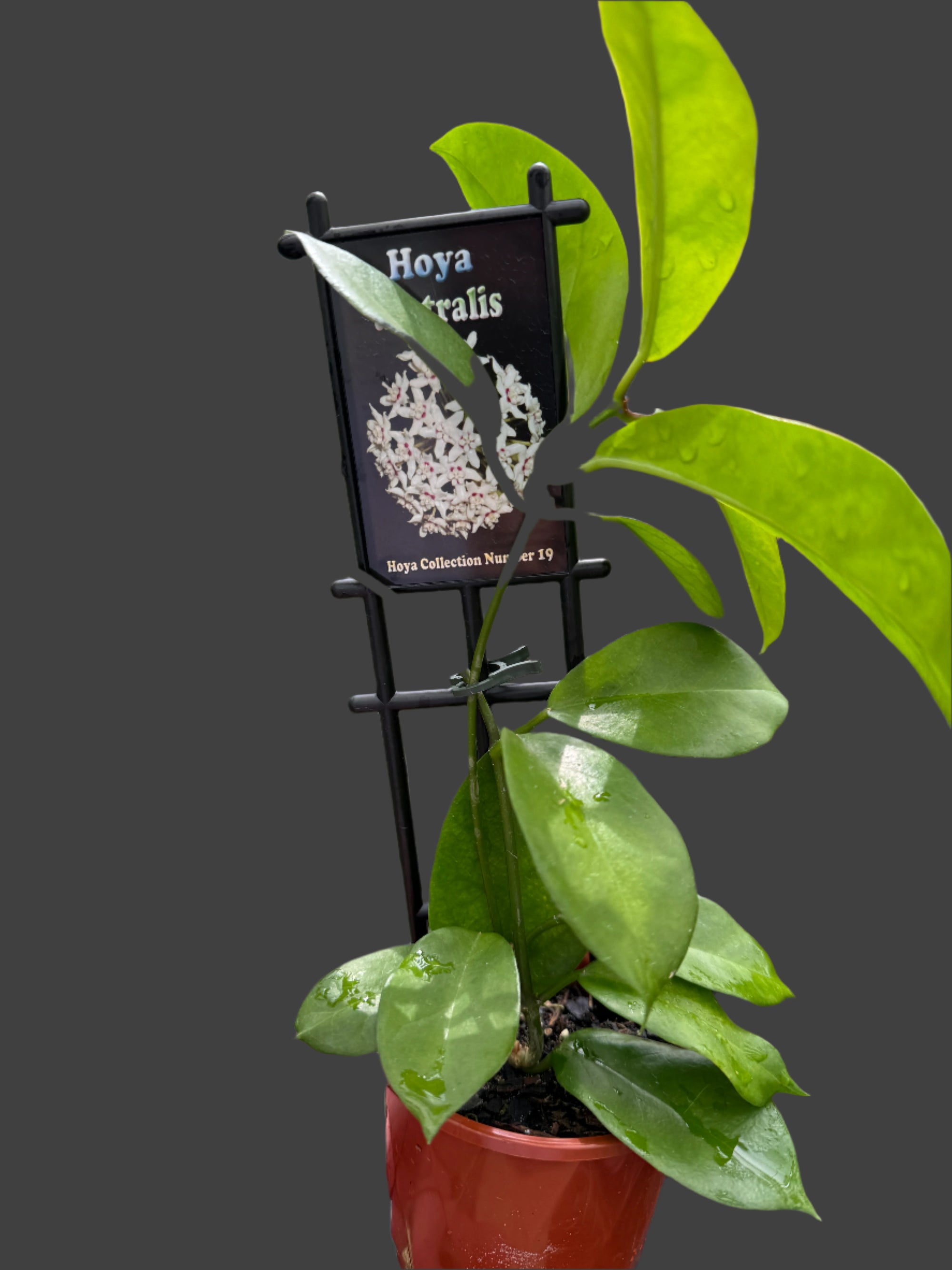 hoya australis planty
