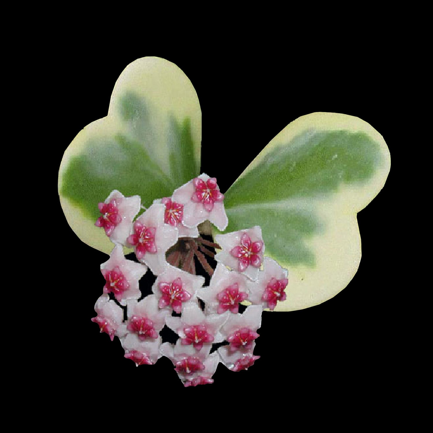 hoya kerrii pink succulent Hoya kerrii 'Albomarginata' – Variegated Heart Hoya