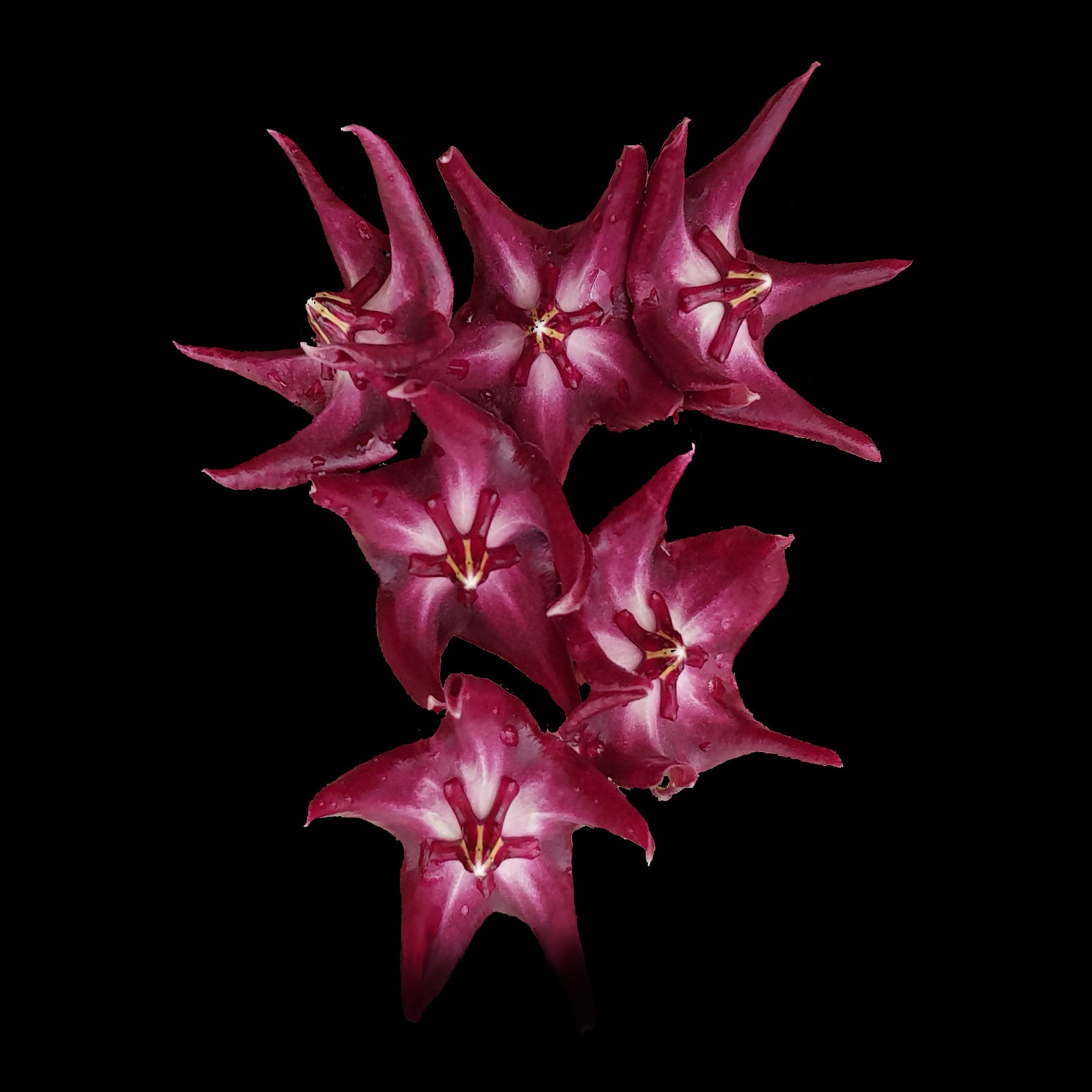 Hoya onychoides