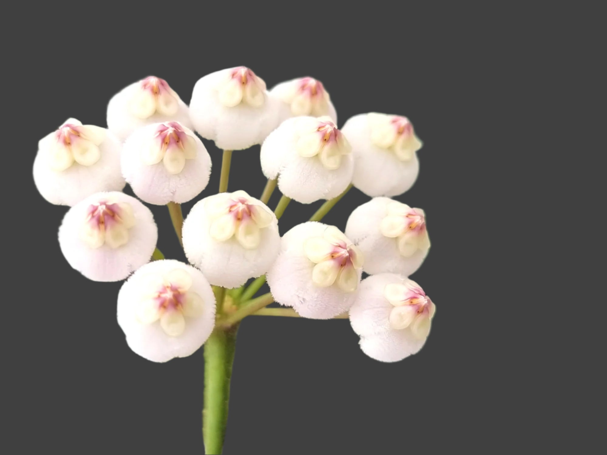 Hoya rotundiflora