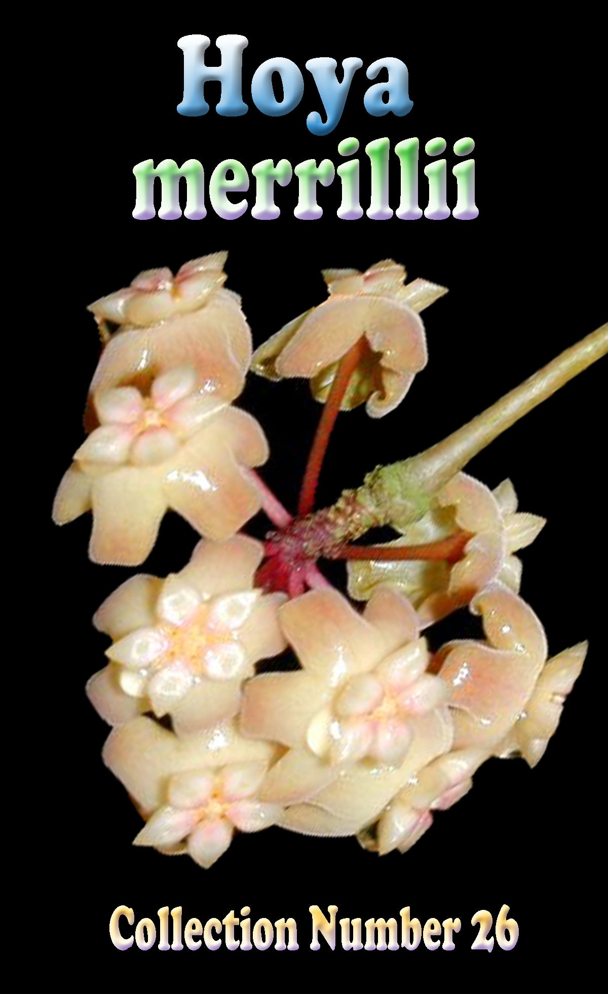 Hoya merrillii with clusters of creamy-pink waxy flowers and glossy green leaves.