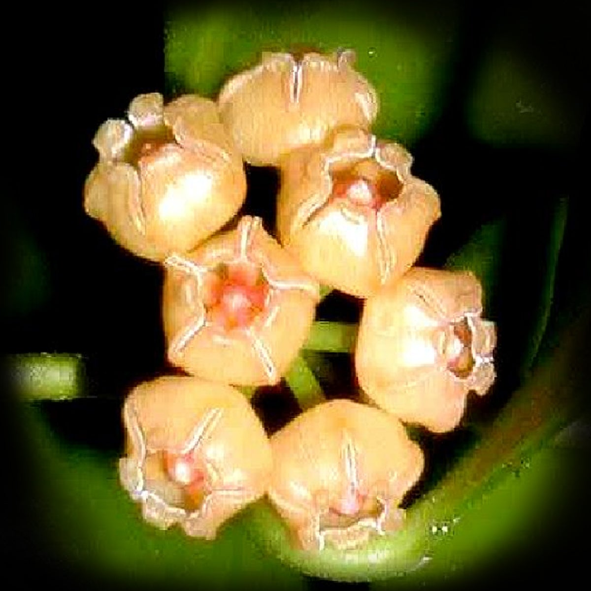 Hoya heuschkeliana with small creamy-pink cup-shaped flowers in clusters.