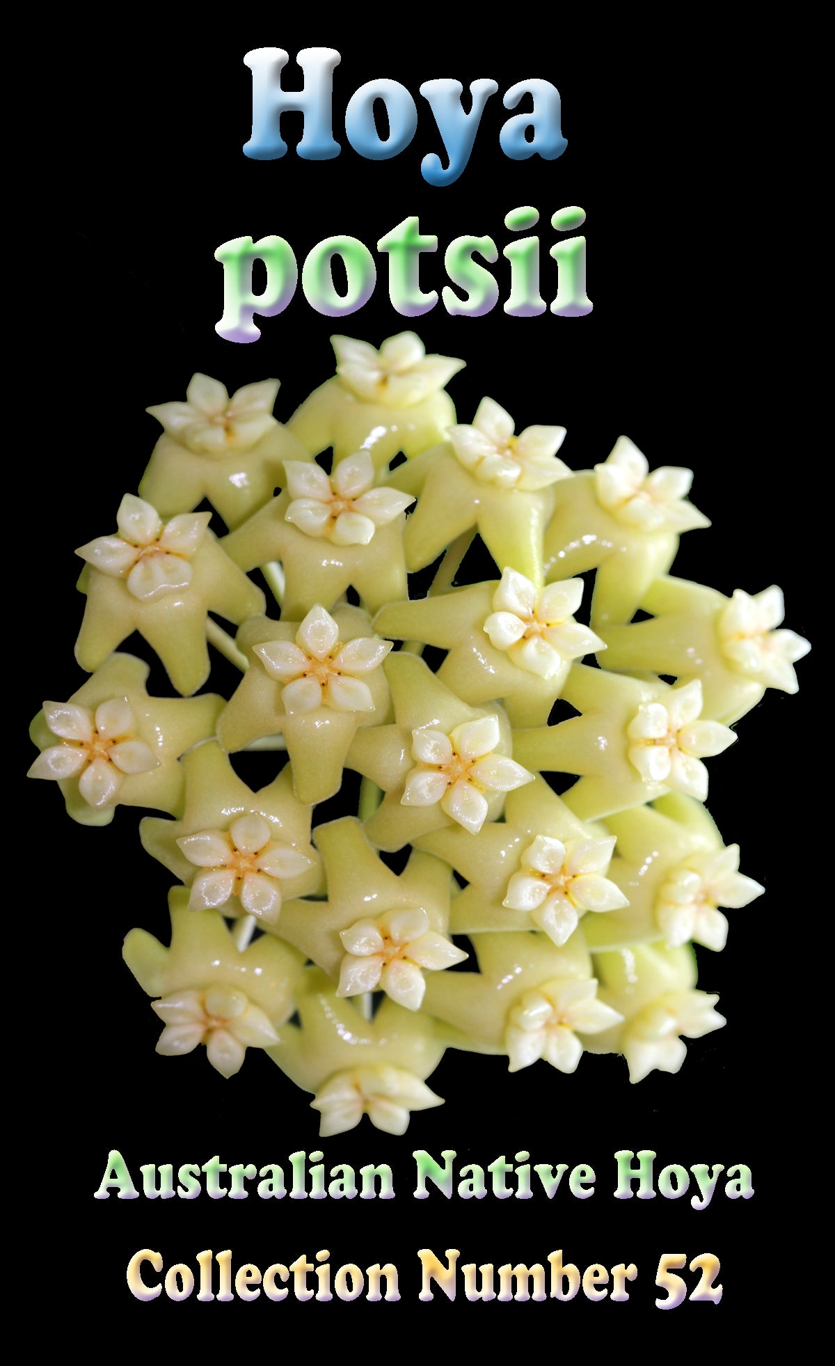 Hoya potsii